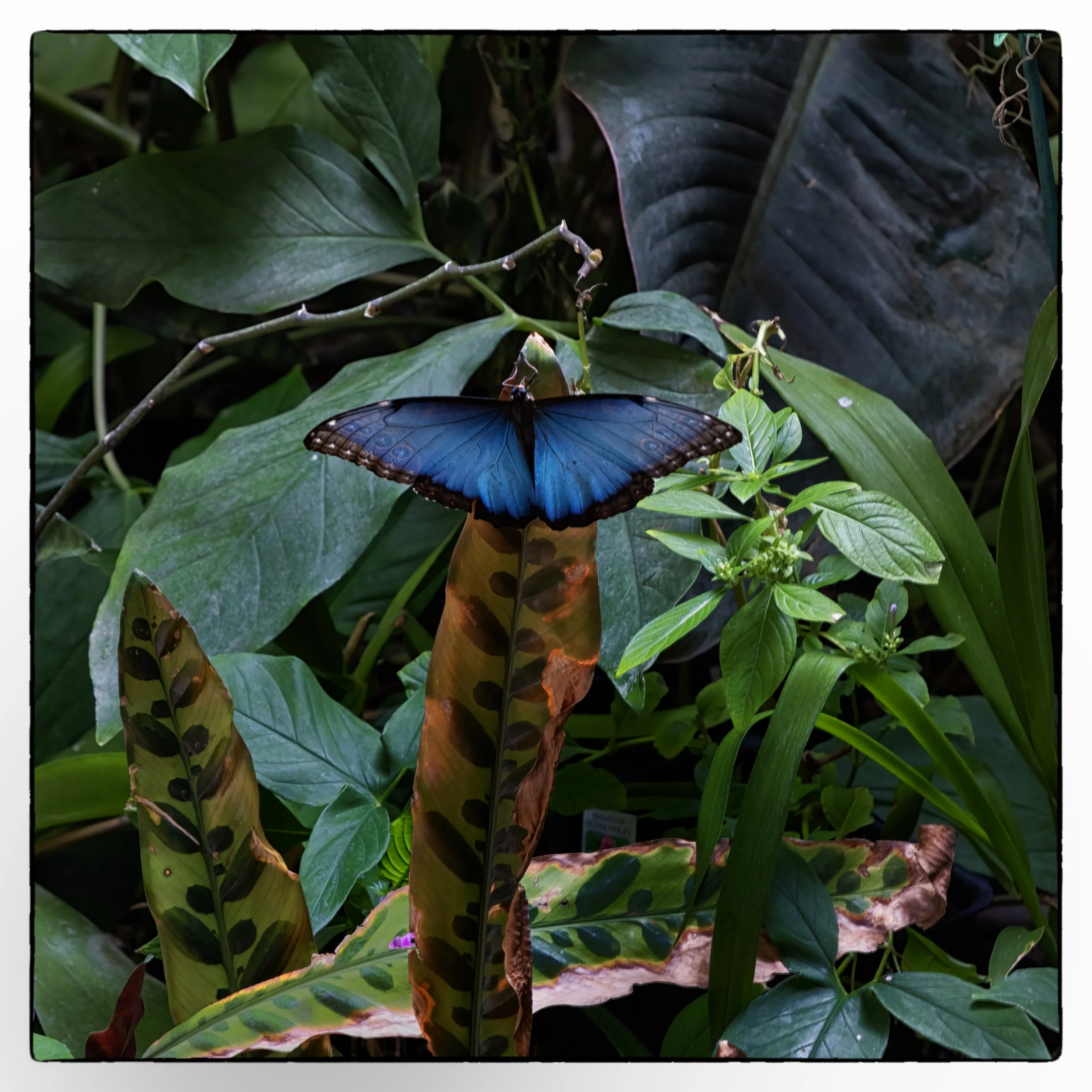 Morpho butterfly, Tucson botanical garden