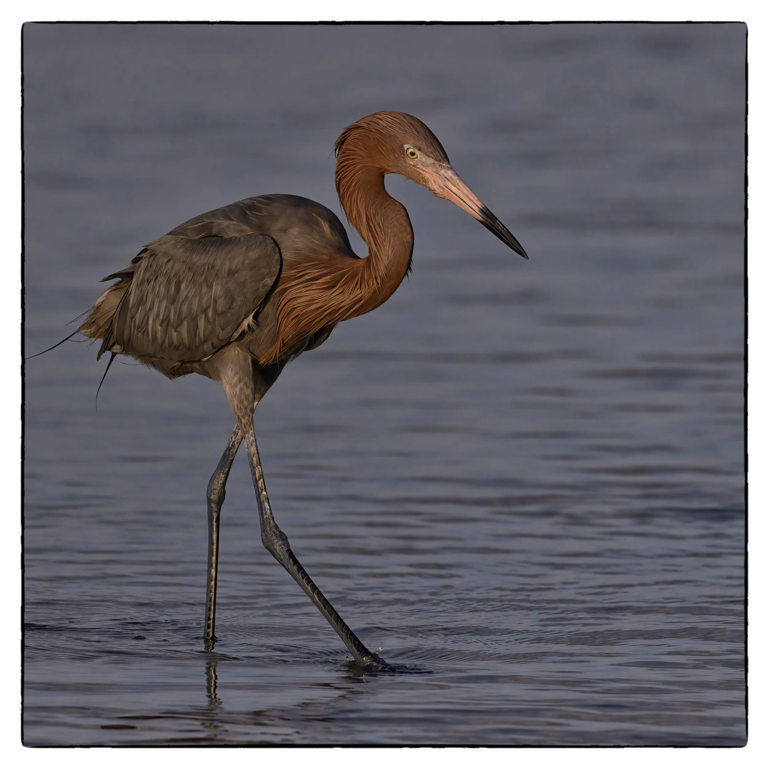 _59A3383PScrpdenoiseNIKViCEPframeDE17SPbeakeyeface copy.jpg