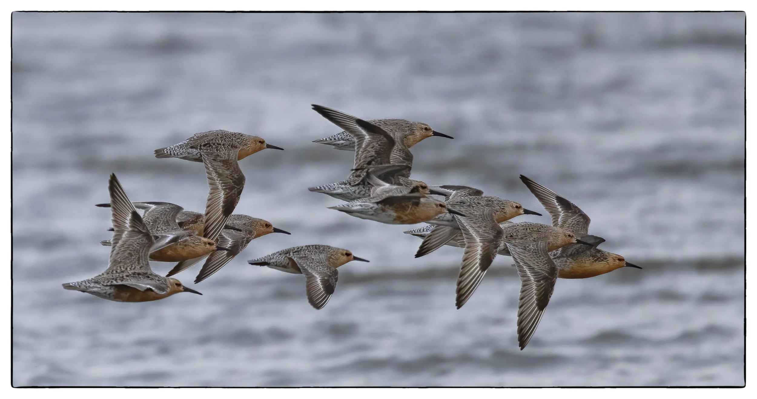_59A4560PScrpdenoiseNIKViCEPframeDEbirdsSPheads38.jpg