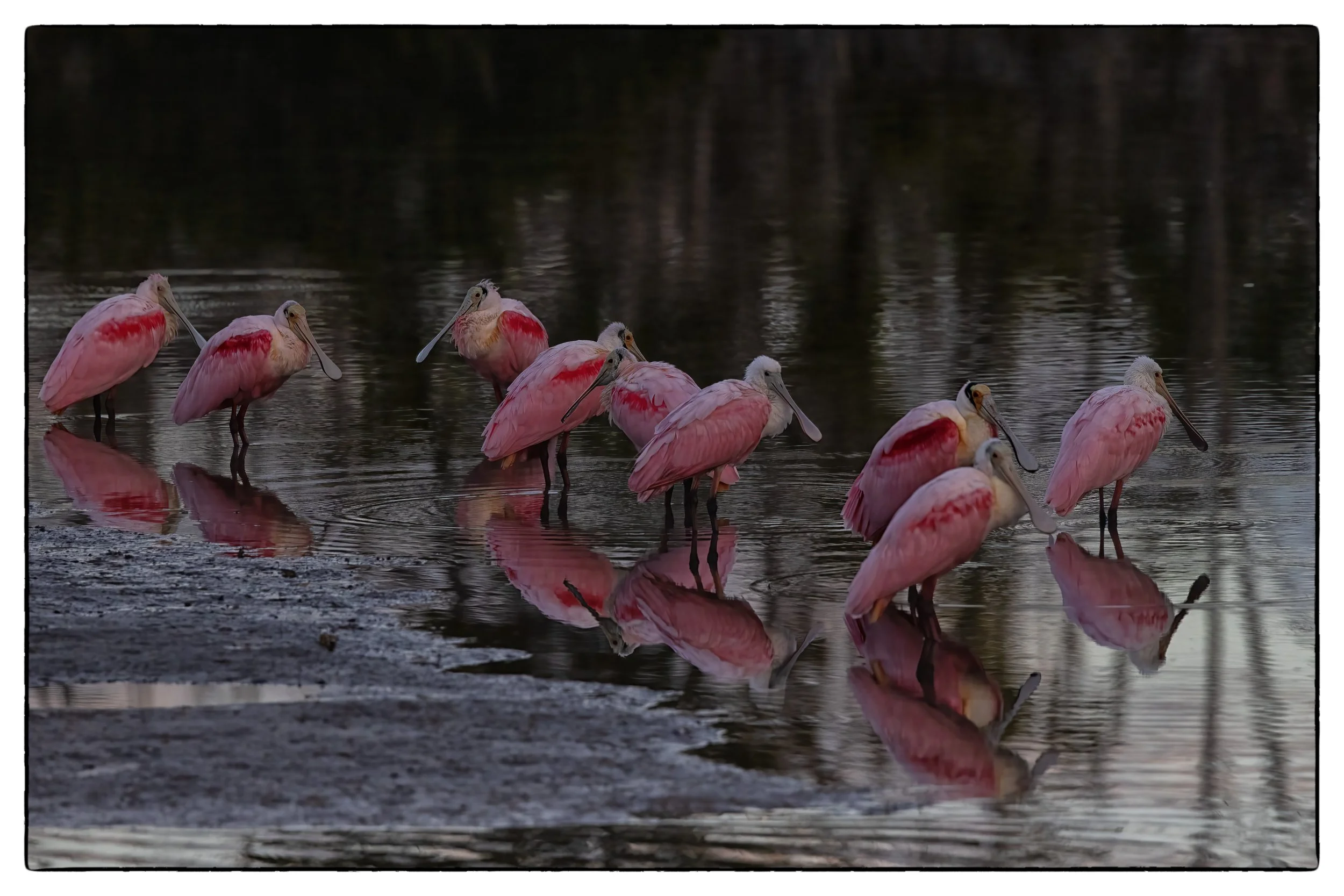 Roseate spoonbills