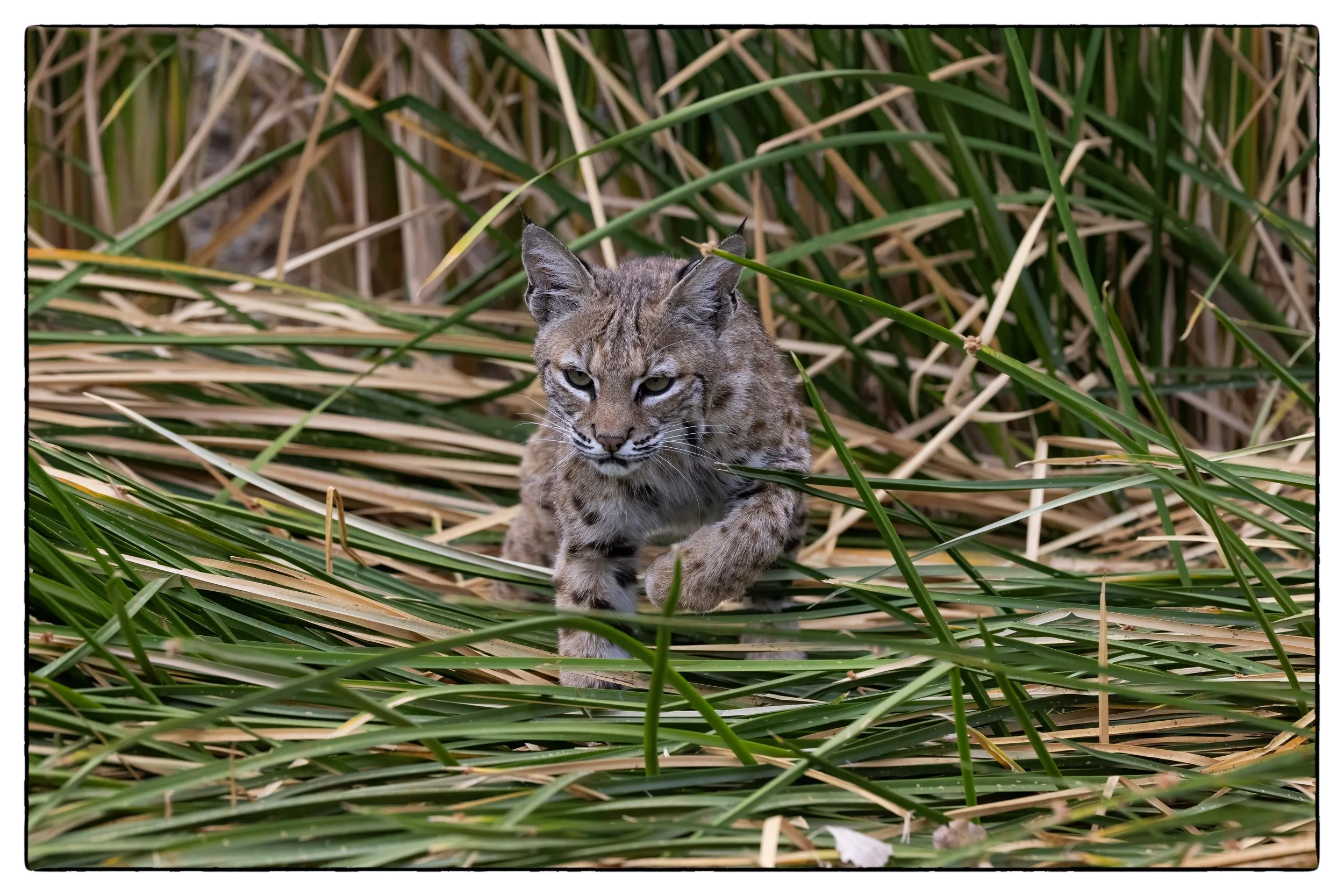 Bobcat, Sweetwater Wetland