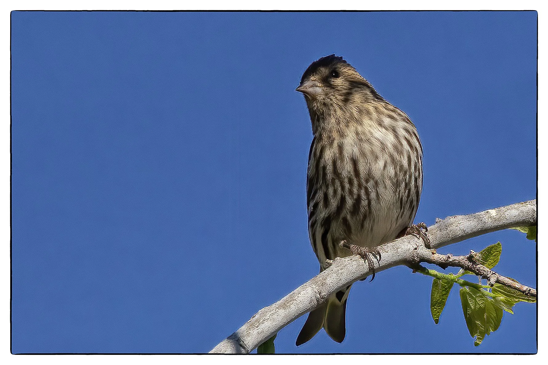 Pine siskin