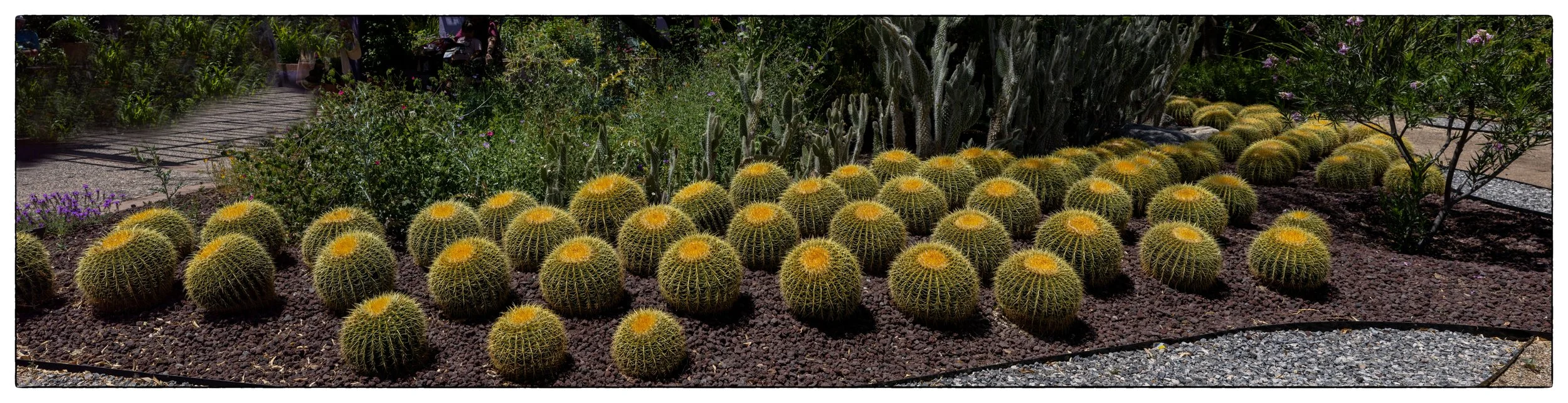 Golden Barrel Cactus, Tucson Botanical Garden, Tucson AZ