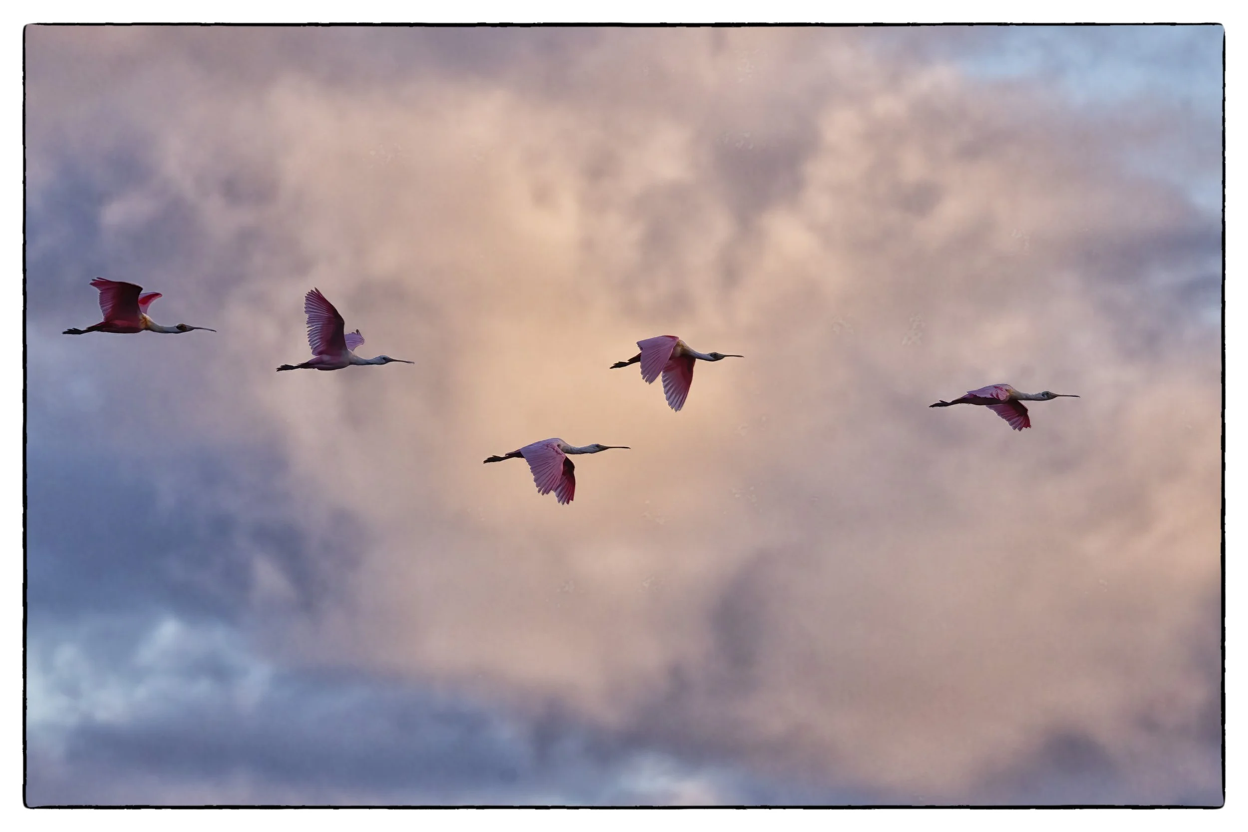 Roseate spoonbills
