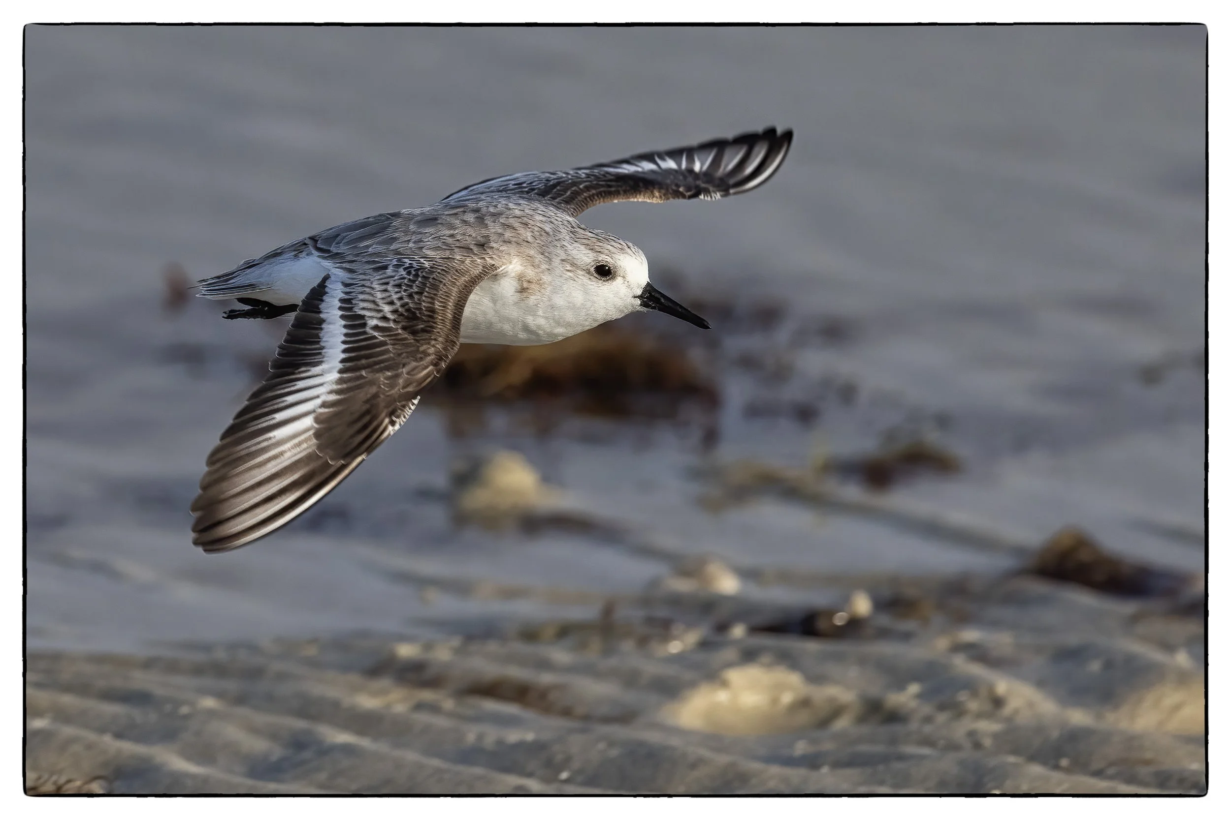 sanderling