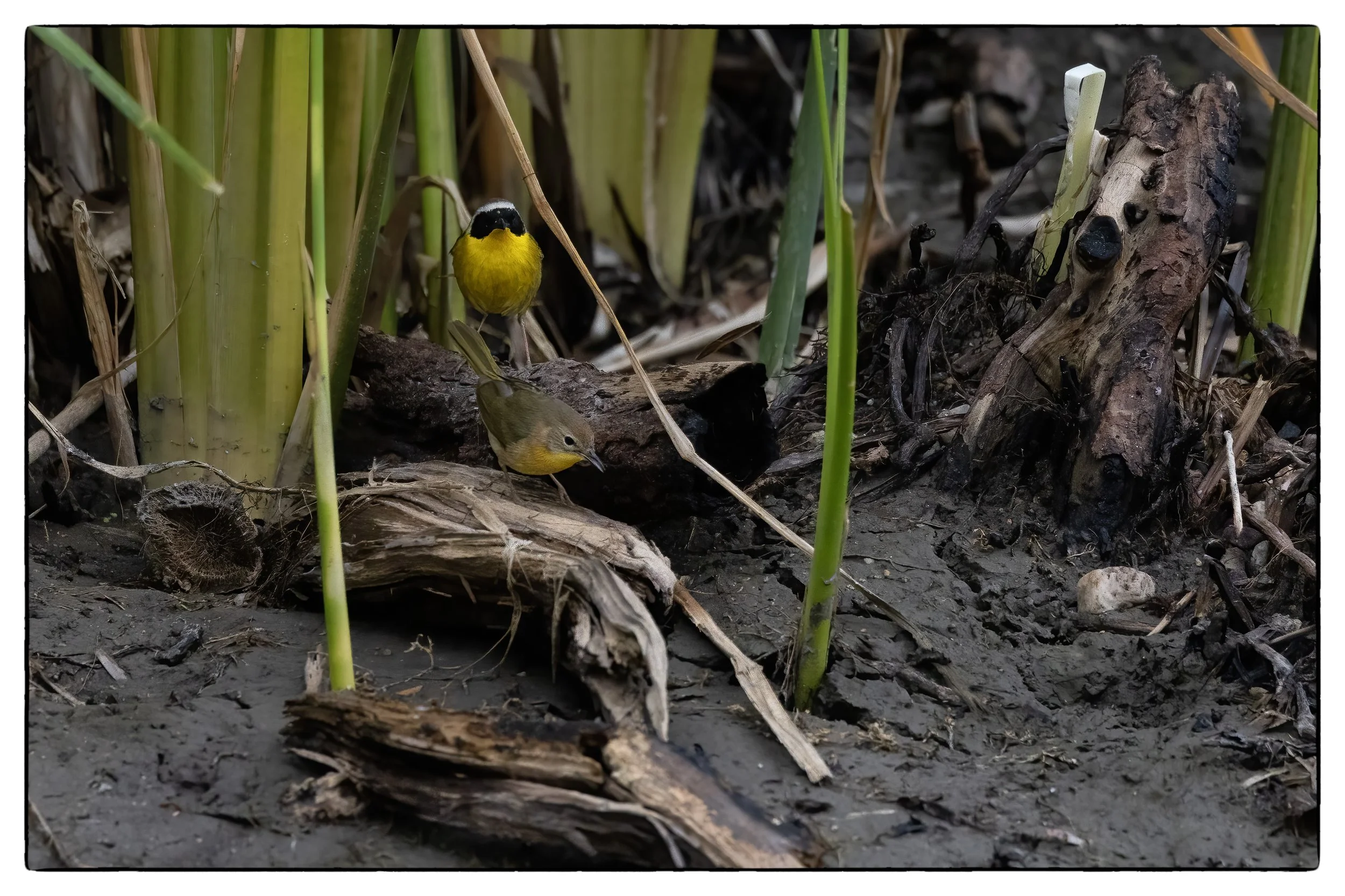 Common yellow throat - male/female