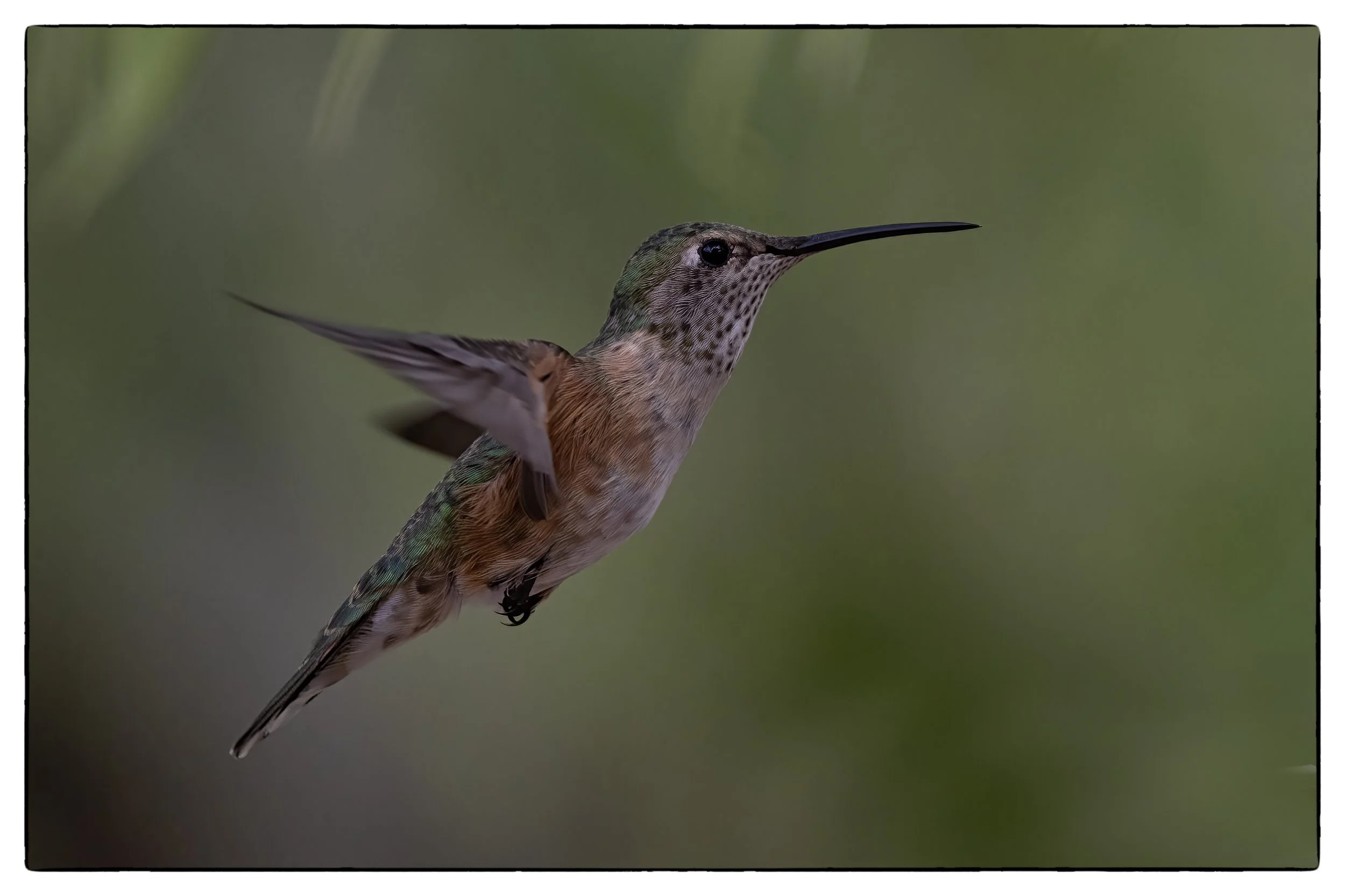 Female Rufous sided humming bird