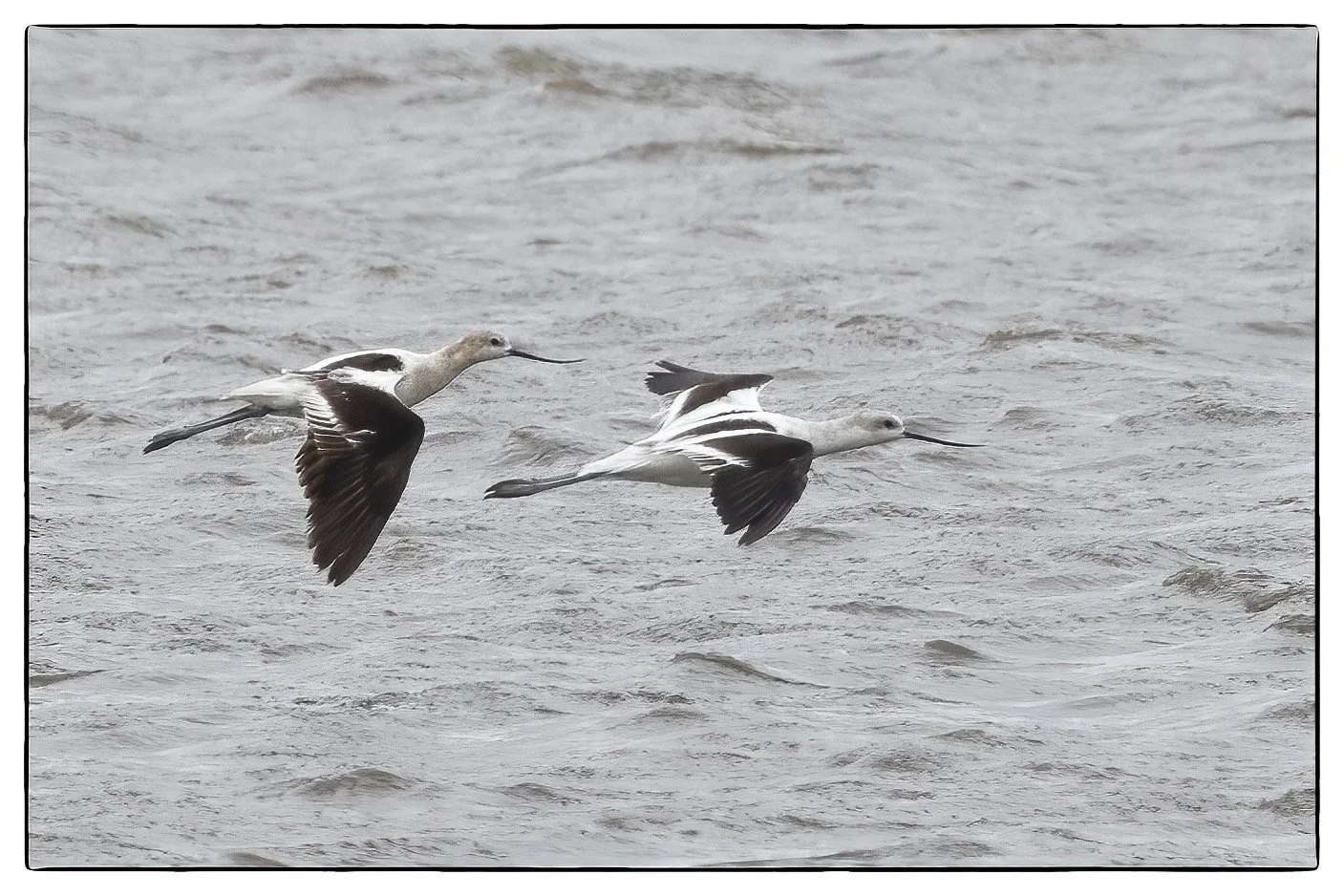 Avocets, Forsythe NWR