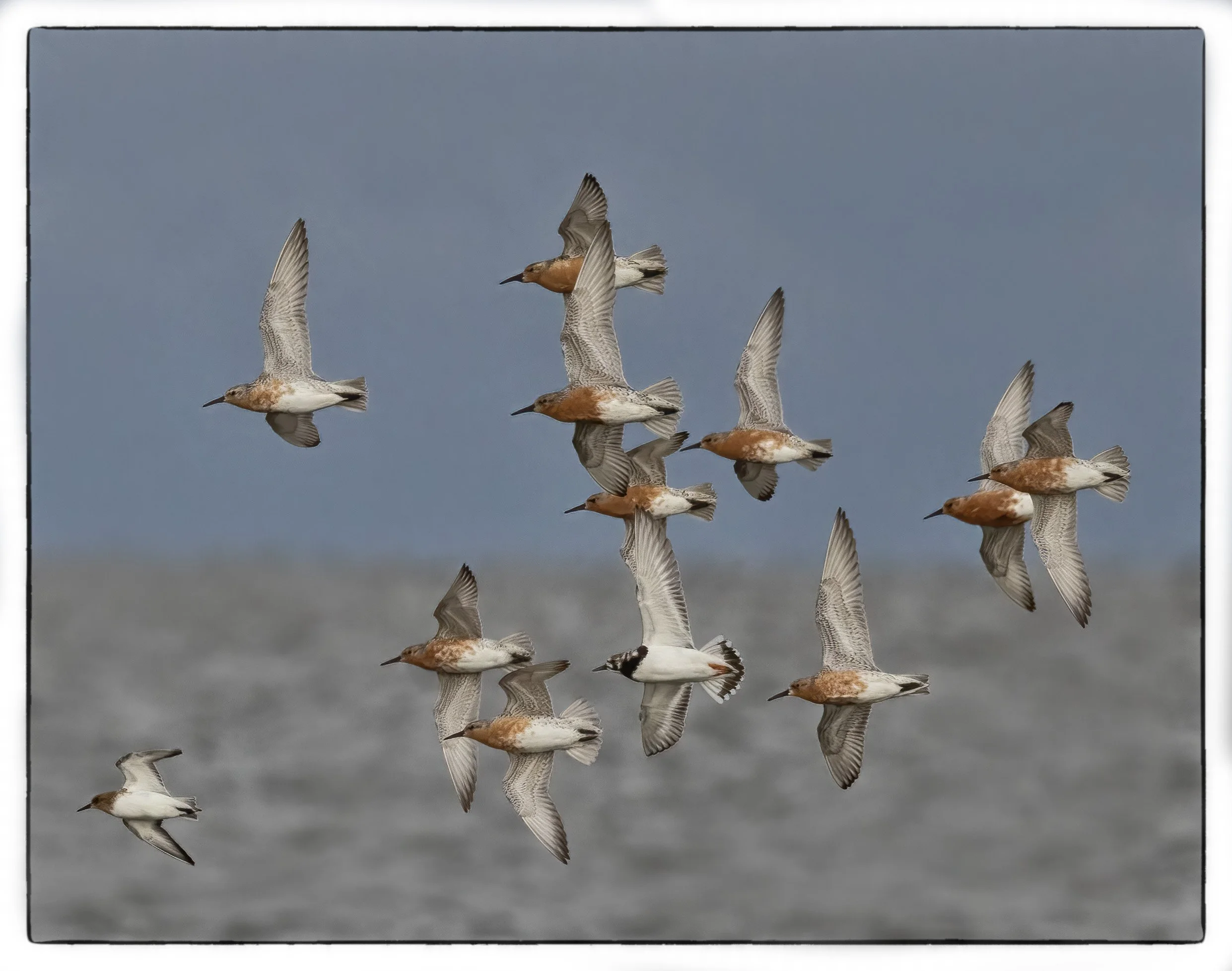 Red knots, Cape May, NJ