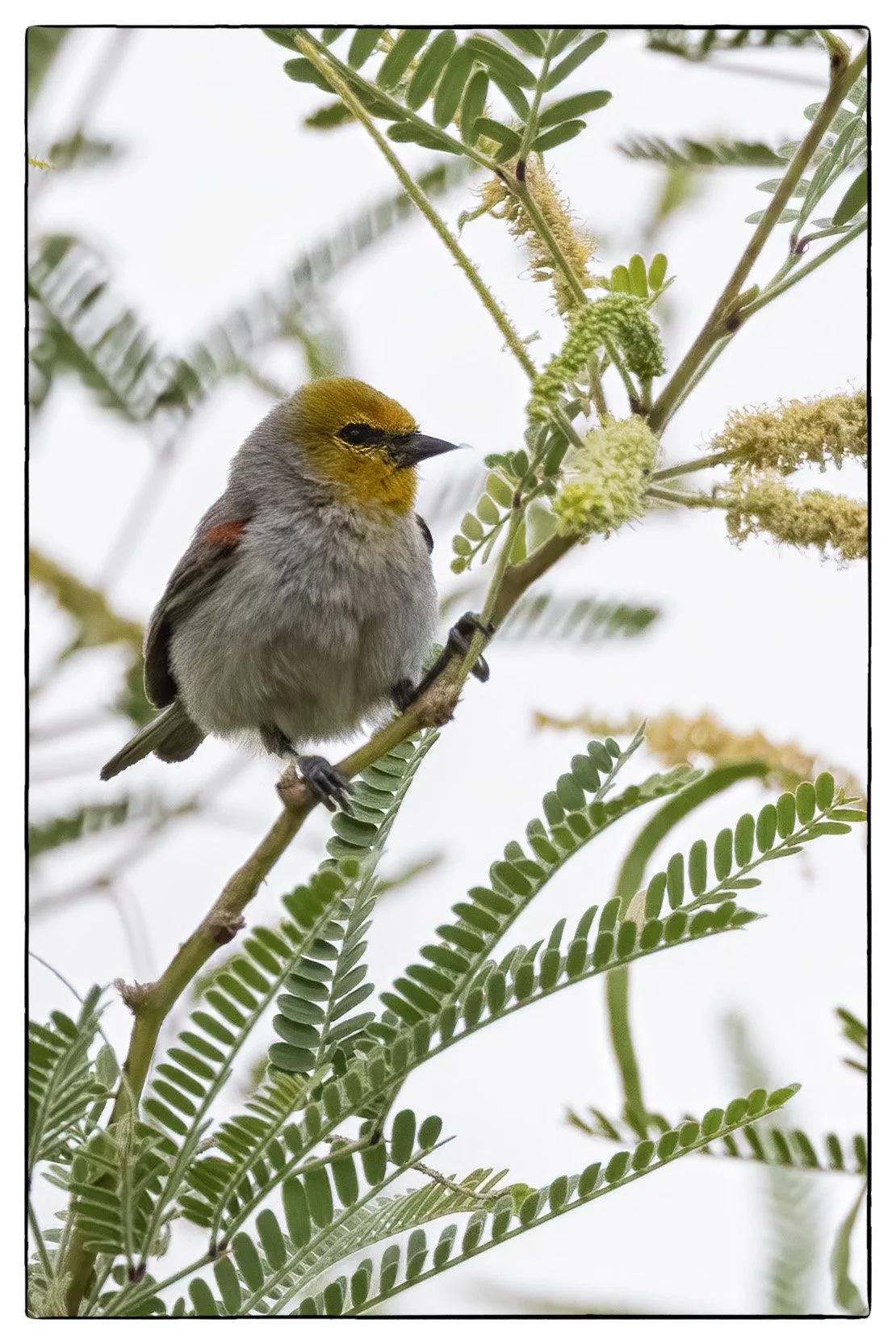 Verdin