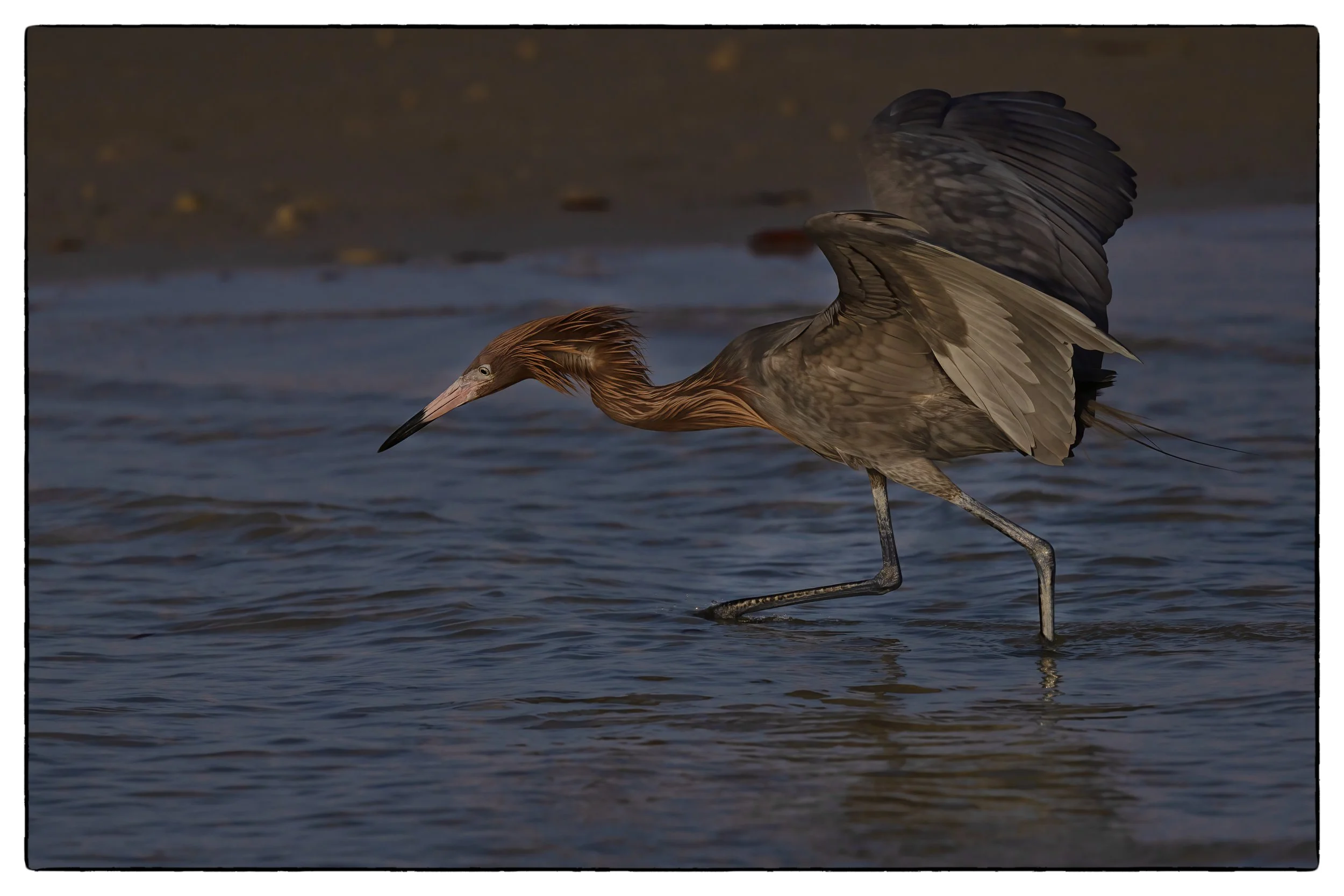 _59A3558PScrpdenoiseNIKViCEPframeDE17SPbeakheadeye59body30 copy.jpg