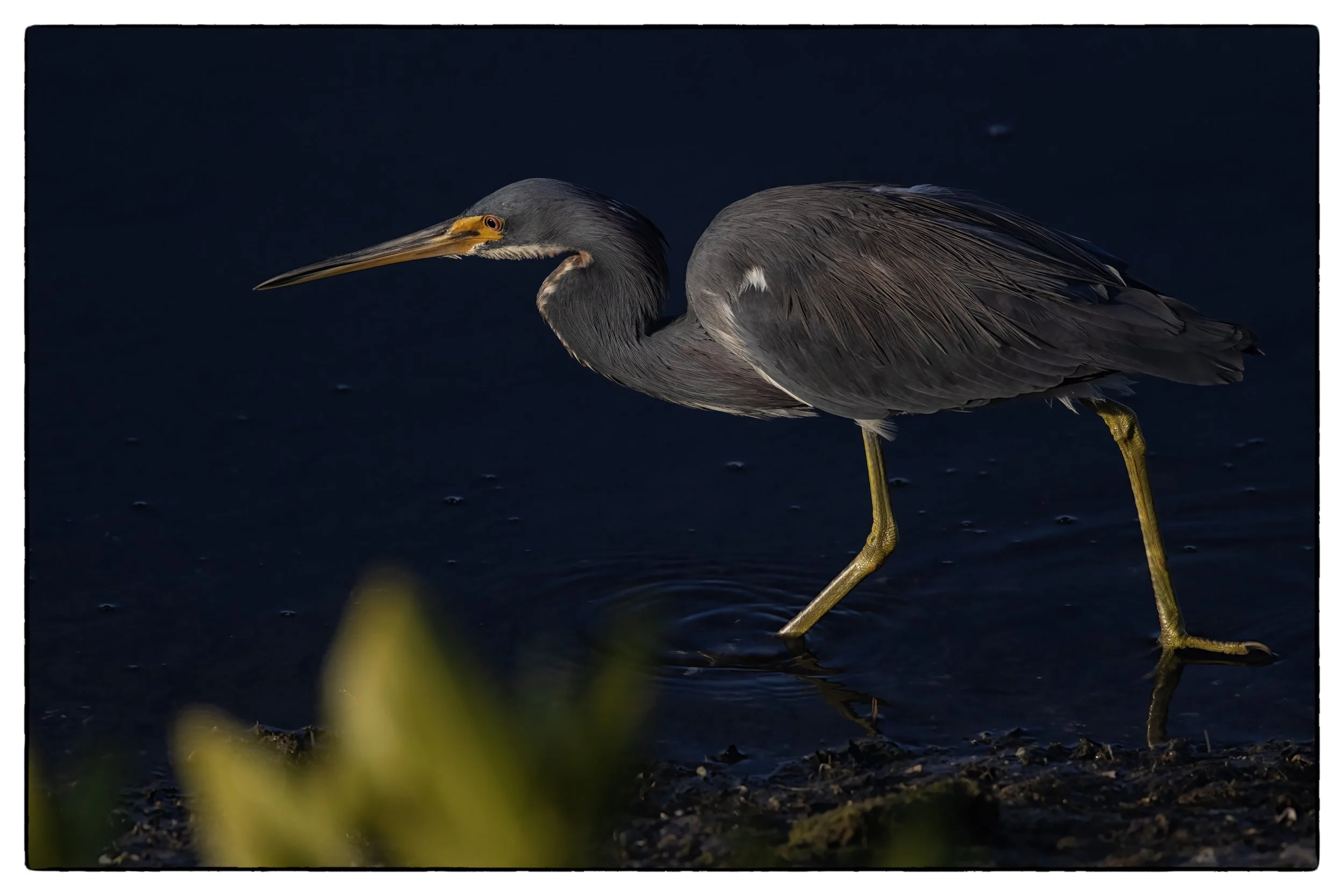 _59A7995PScrpdenoiseNIKViCEPDE5SPbird40 copy.jpg