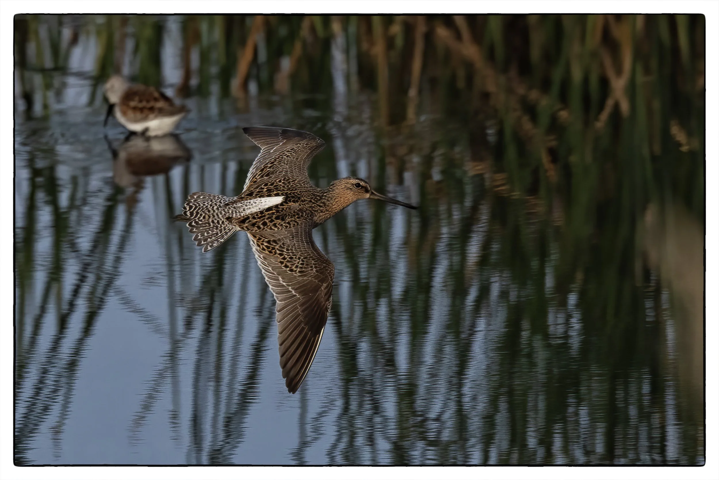 Dowitcher