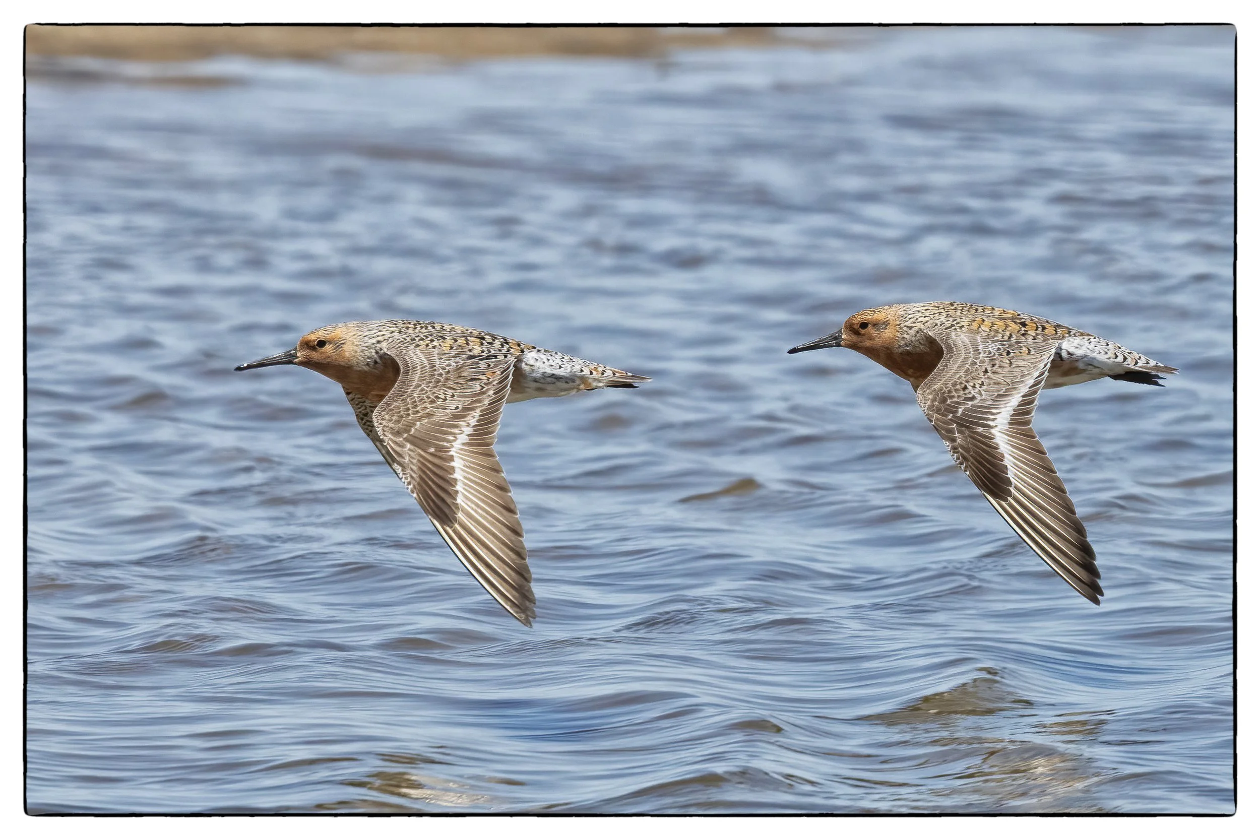 _59A9459PScrpdenoiseNIKViCEPframeDESPbirds28 copy.jpg