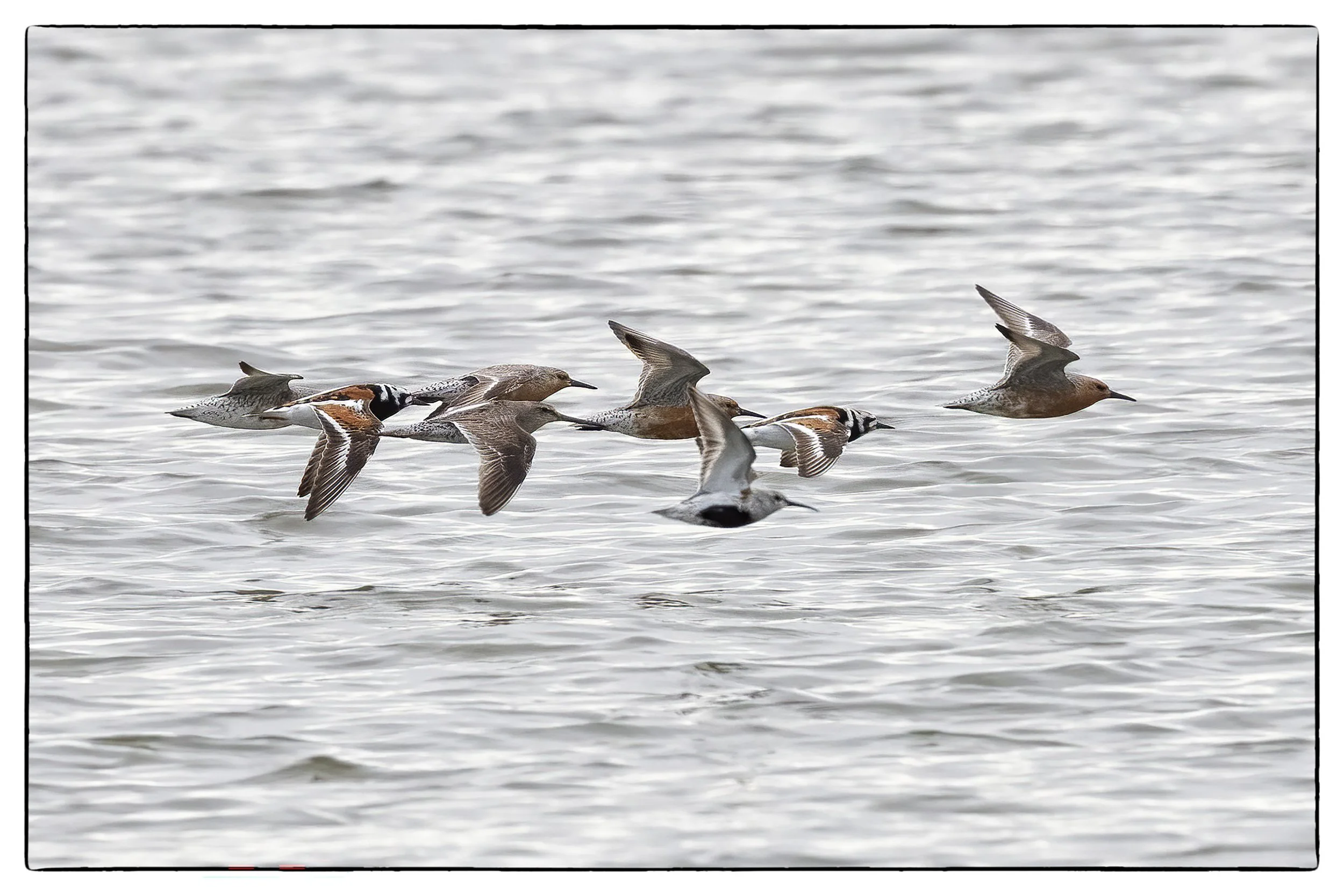 Dunlin, Ruddy Turnstone, Red knot, Dowitcher