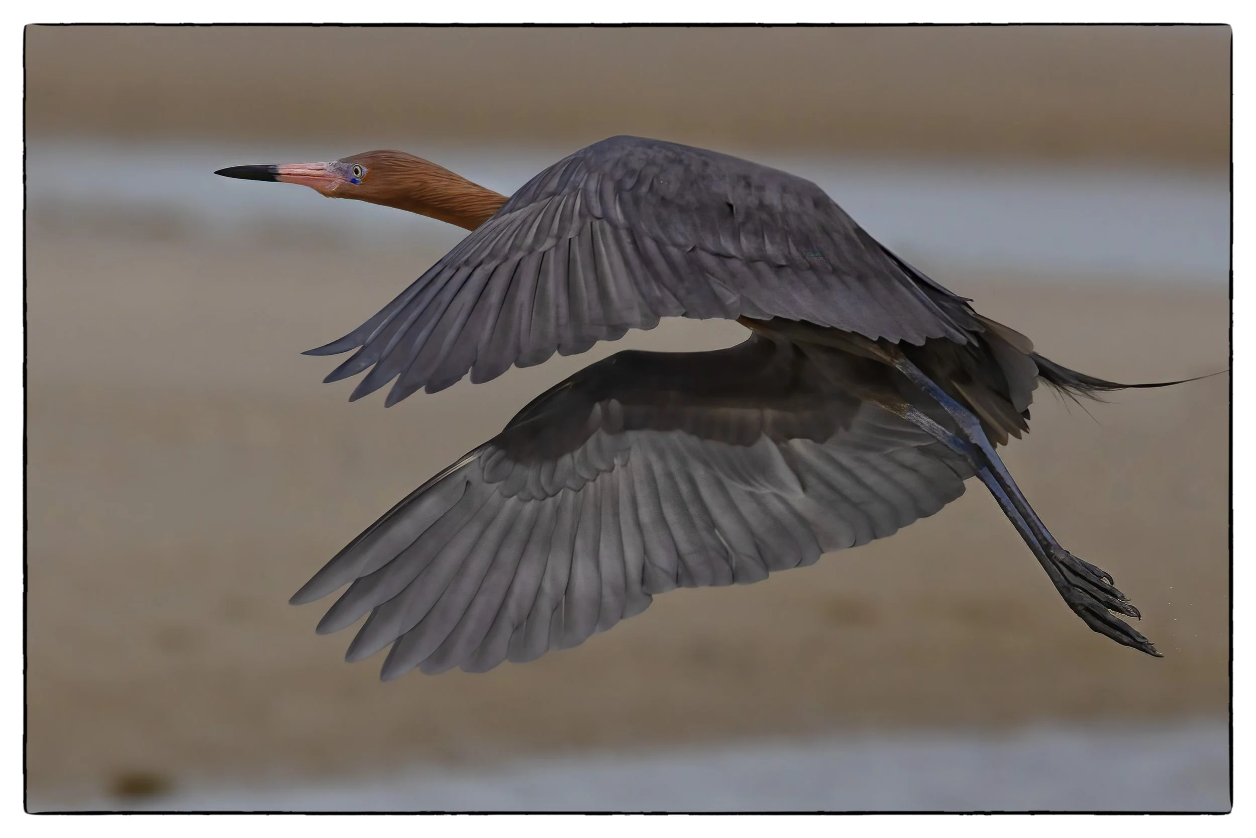 Reddish egret-Bunche beach, San Carlos Bay FL