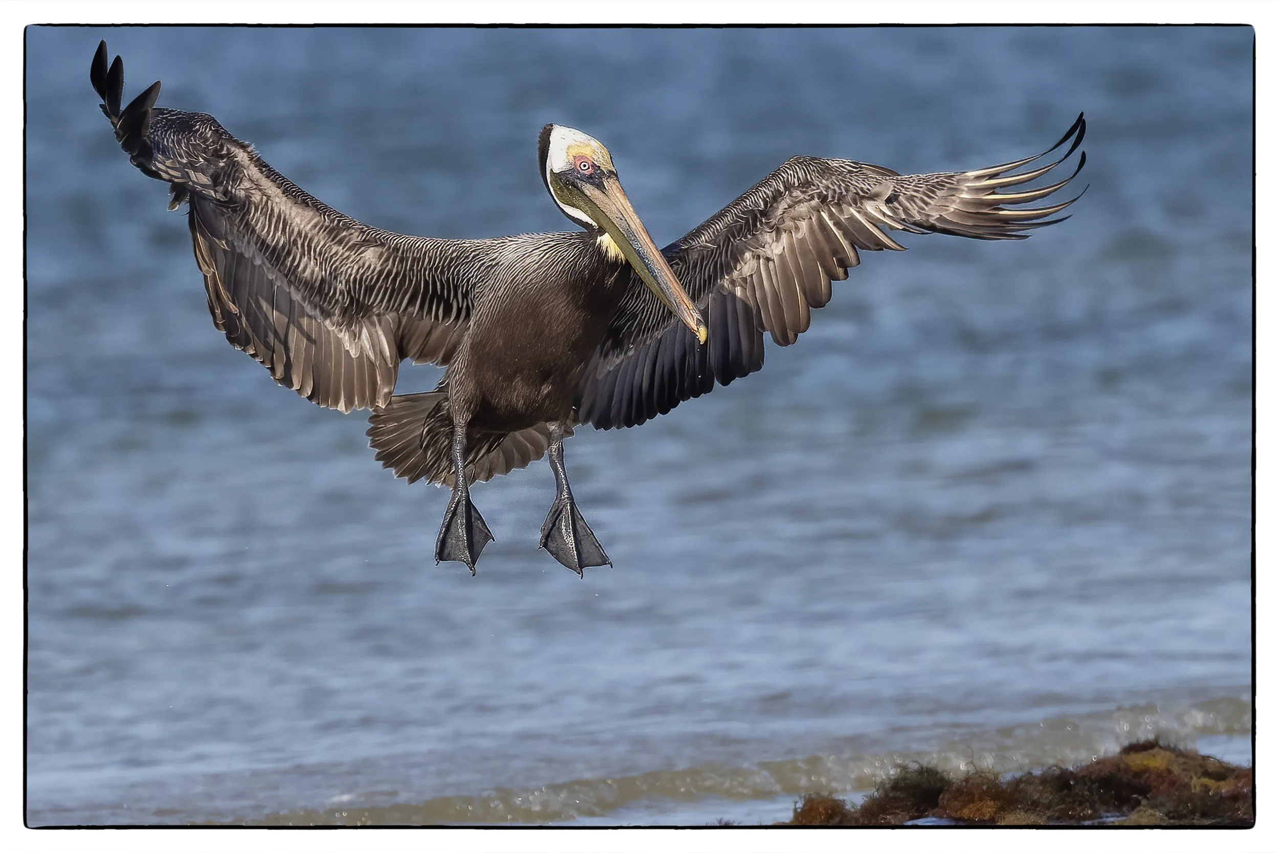 _59A1999PScrpdenoiseNIKViCEPframeDEbirdSPhedabeak41crp1 copy.jpg