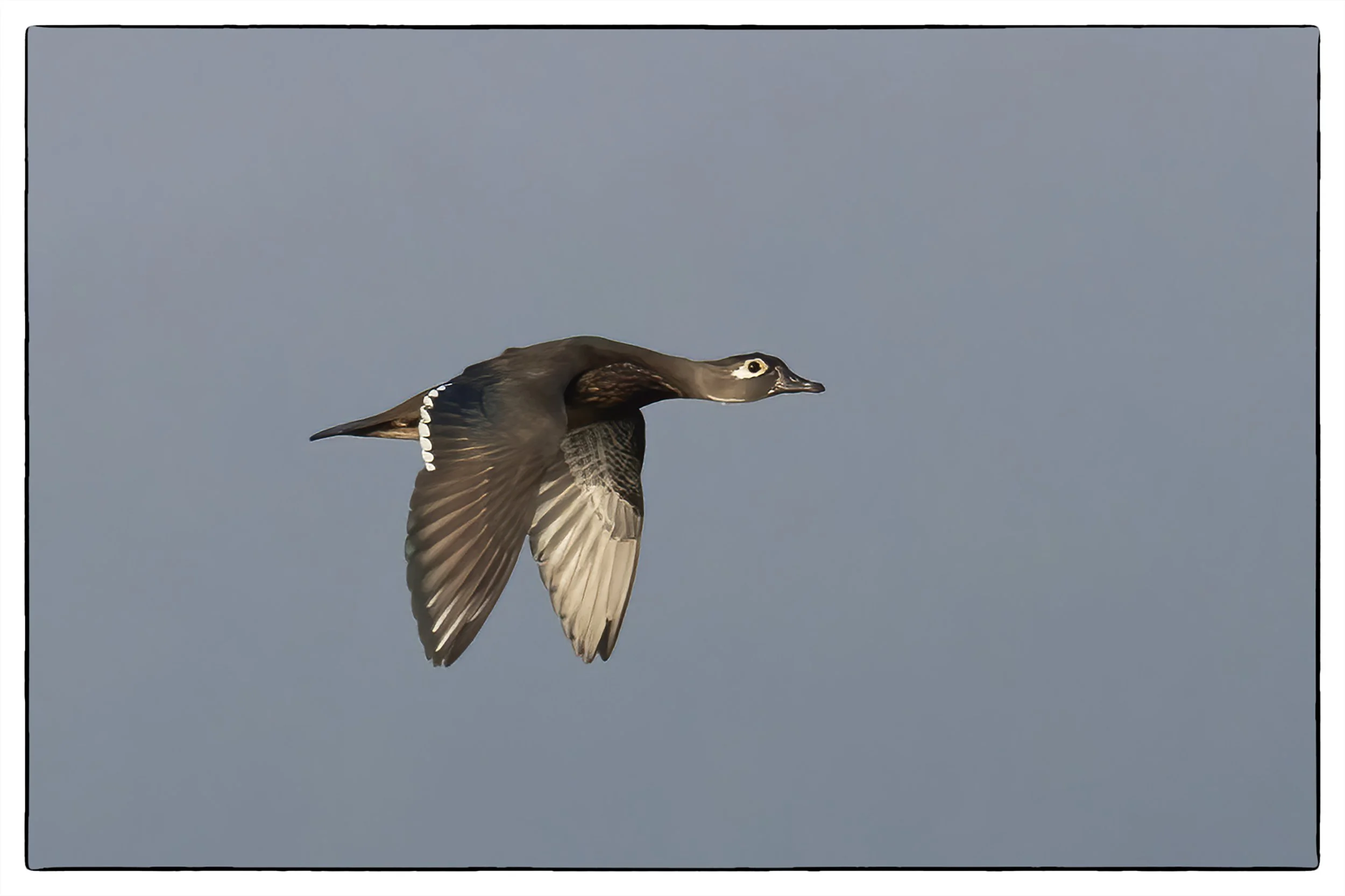 Wood duck (female)