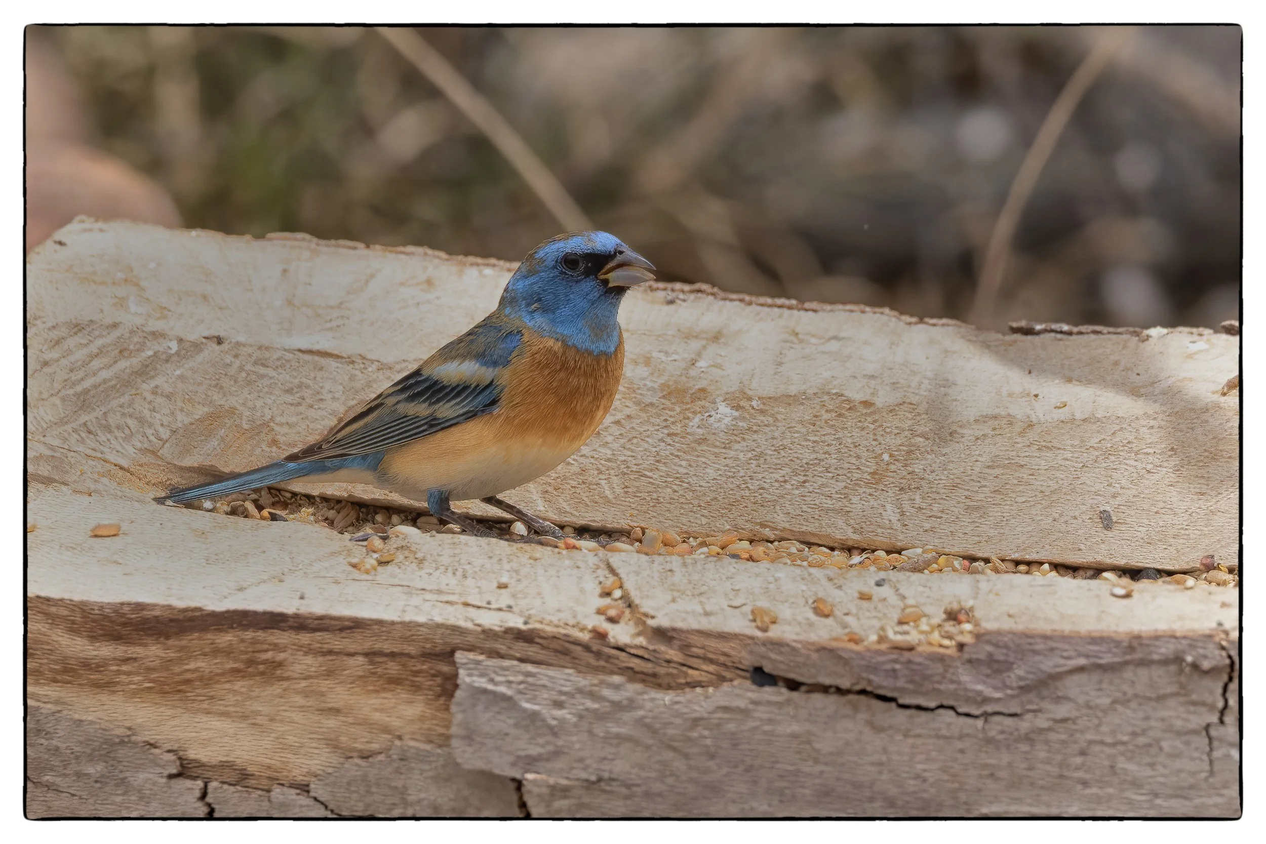Lazuli bunting