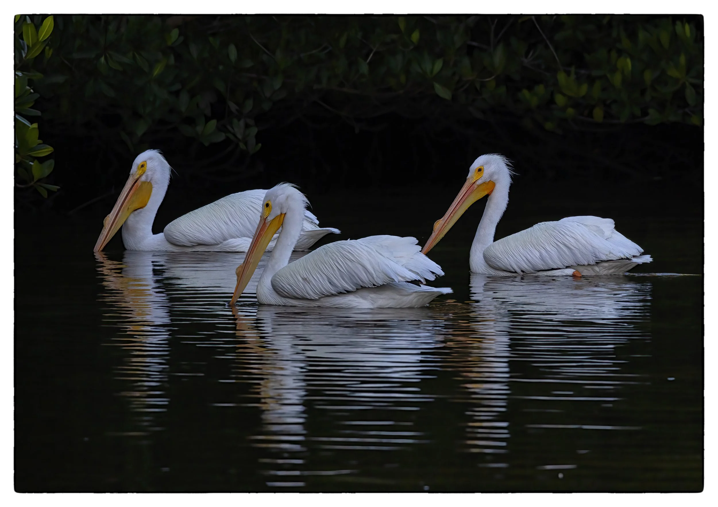 White pelicans