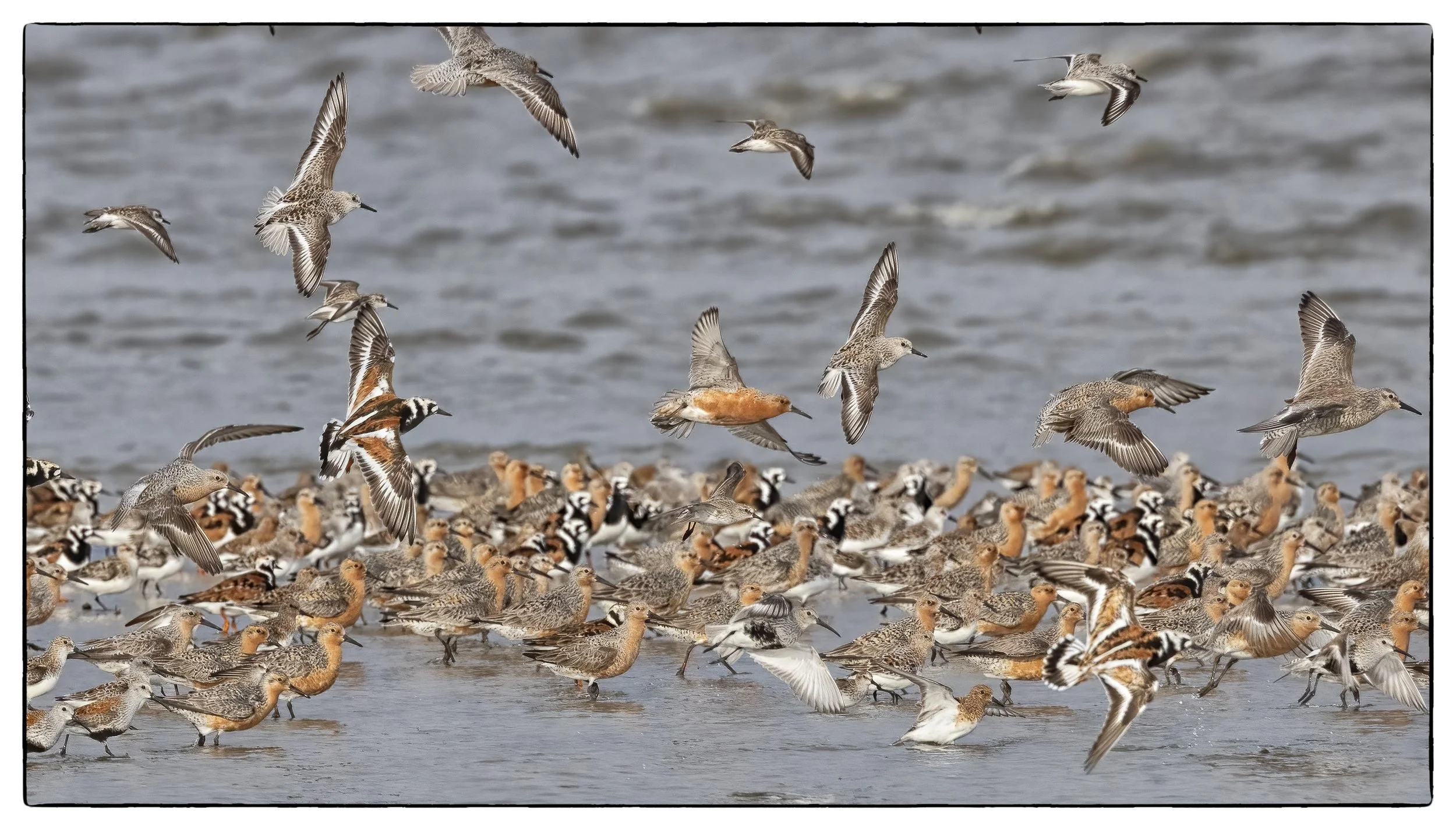 Red knots, Turnstones, Dunlins & Sanderlings