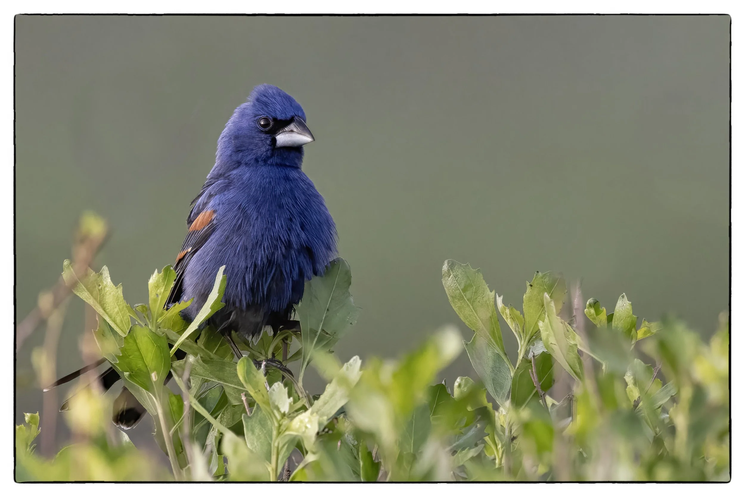 Blue Grosbeak