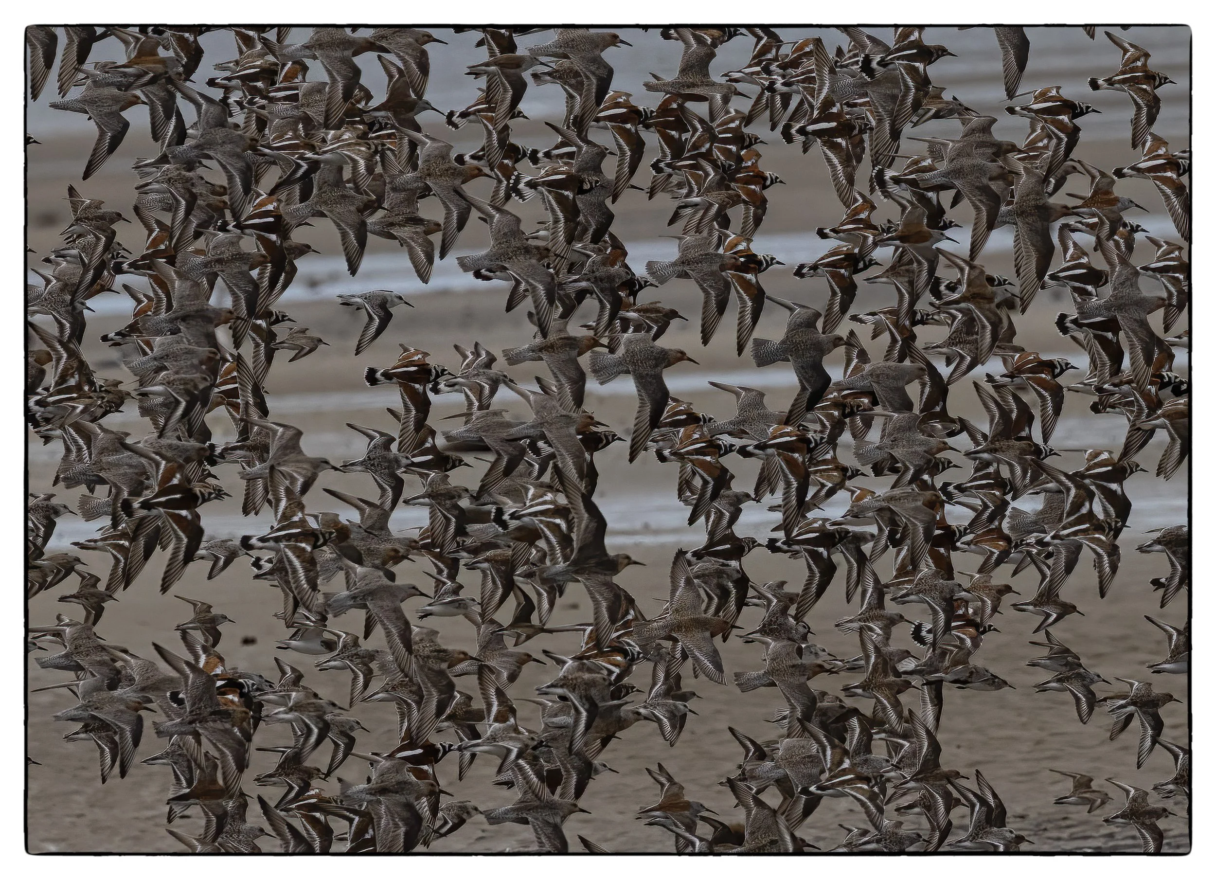 group of Ruddy turnstones