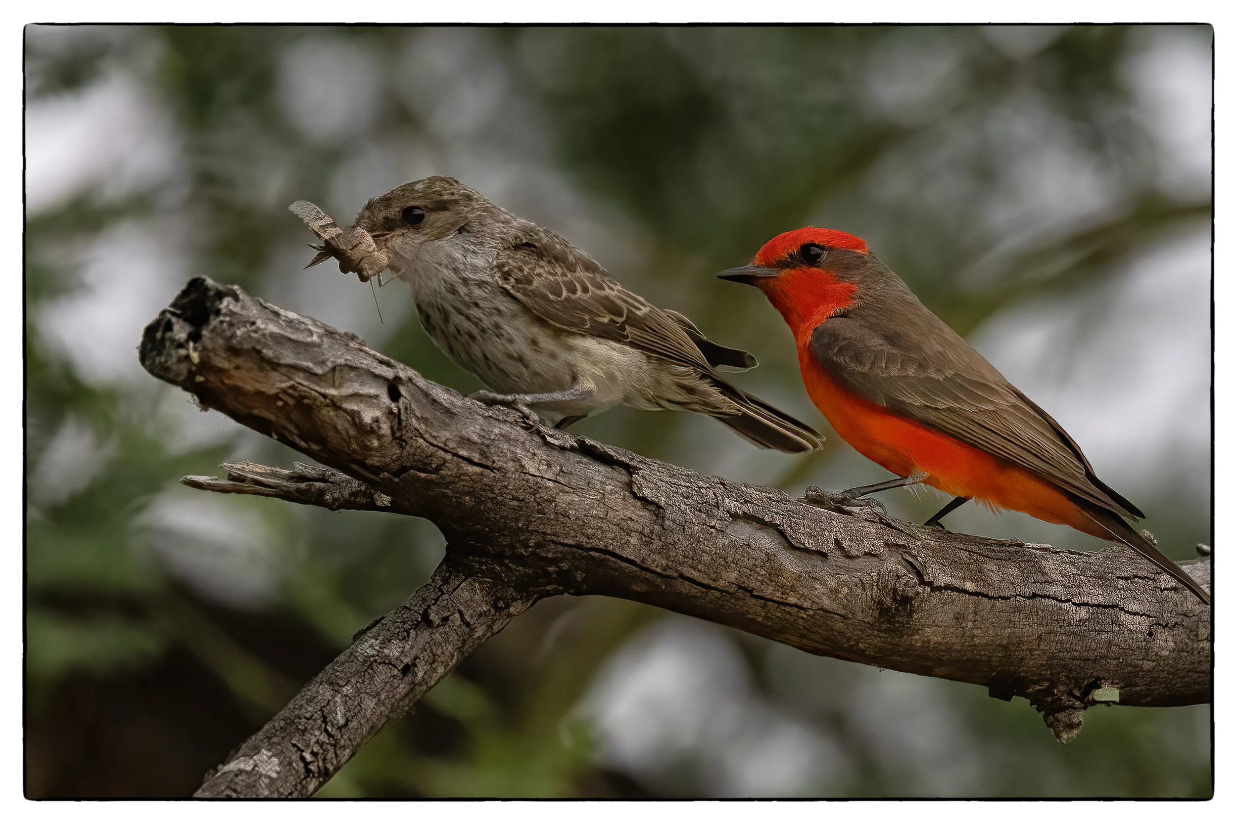 Vermilion flycatcher, Sweetwater Wetland, Tucson AZ