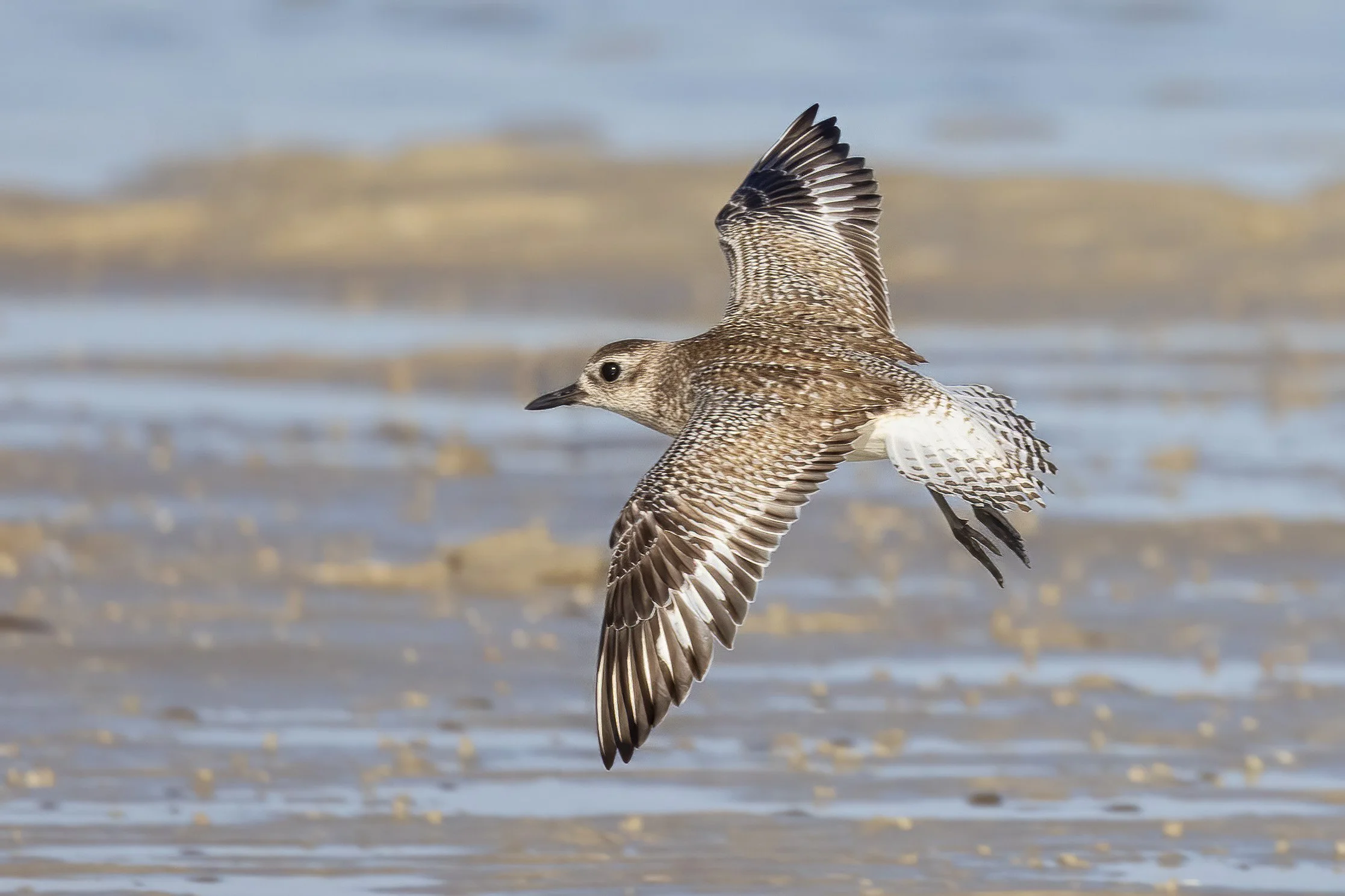 _59A2101PScrpdenoiseNIKViCEPframeDESPbird copy.jpg