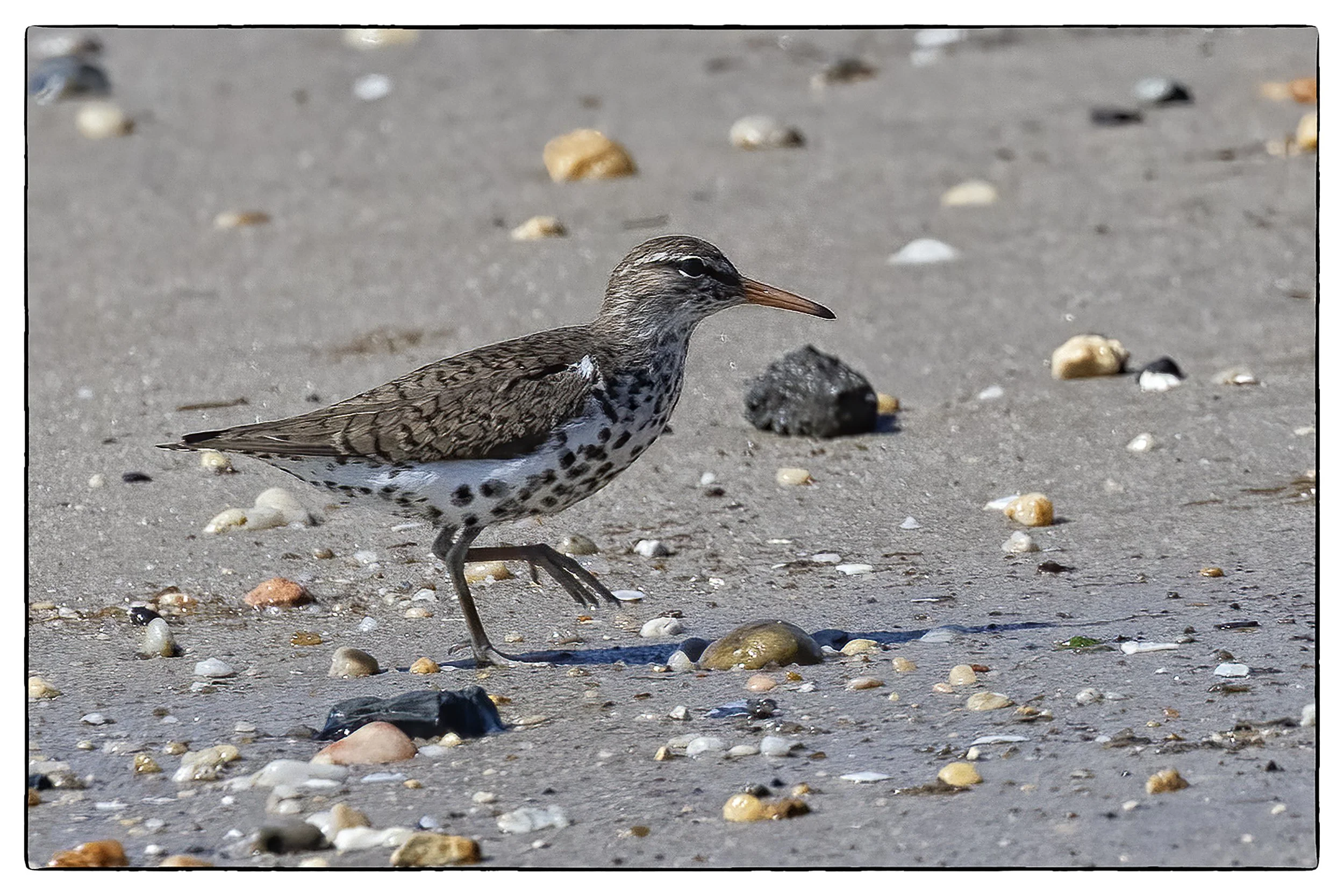 Spotted sandpiper