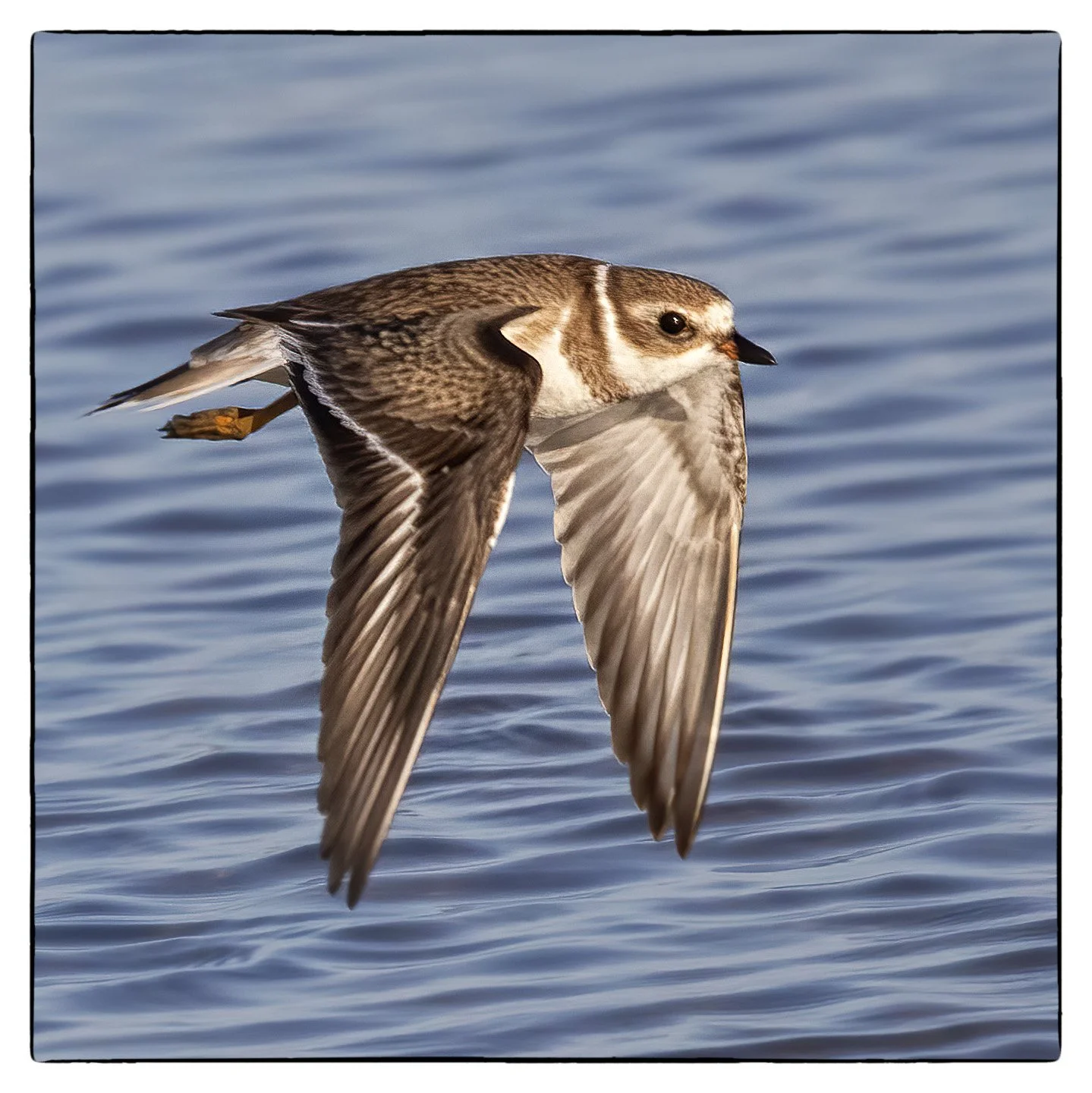 Semipalmated plover