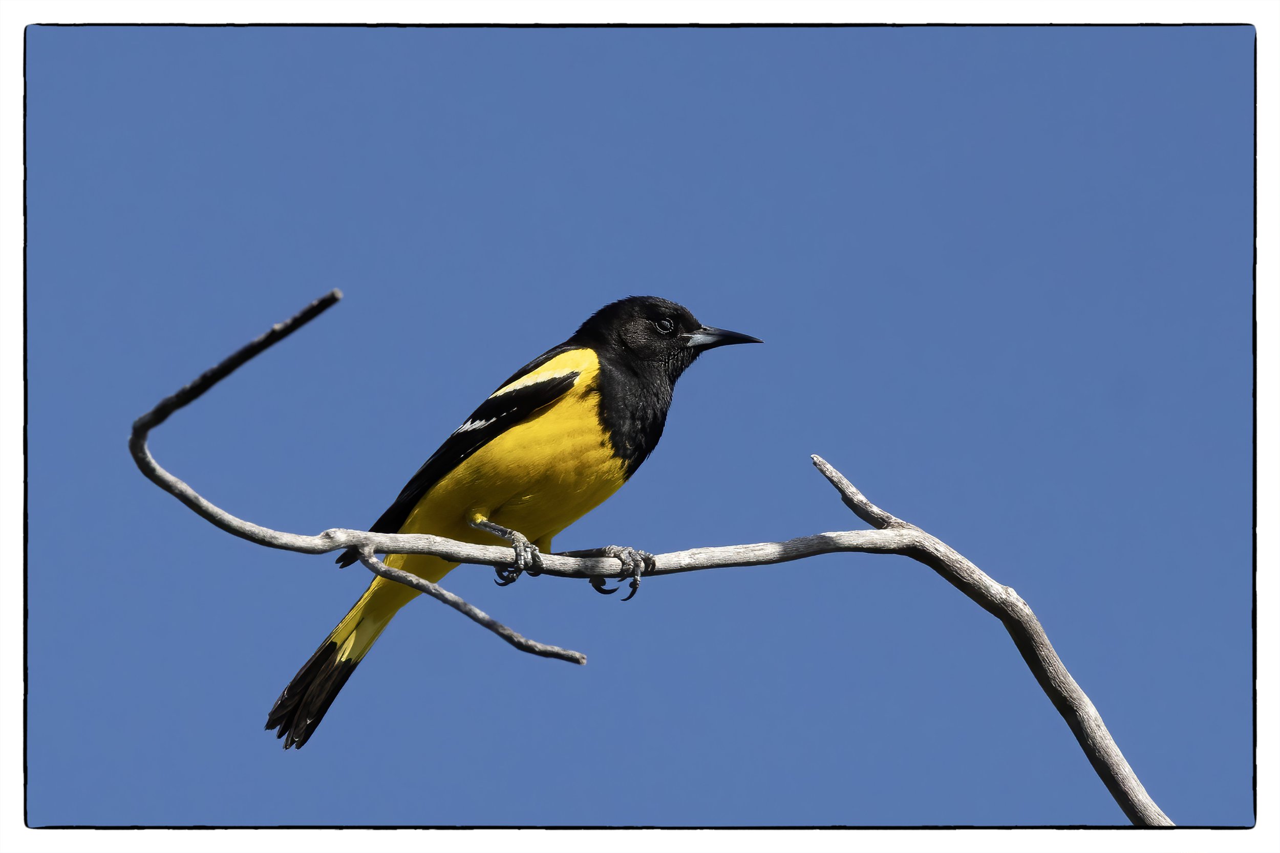 Scott's oriole