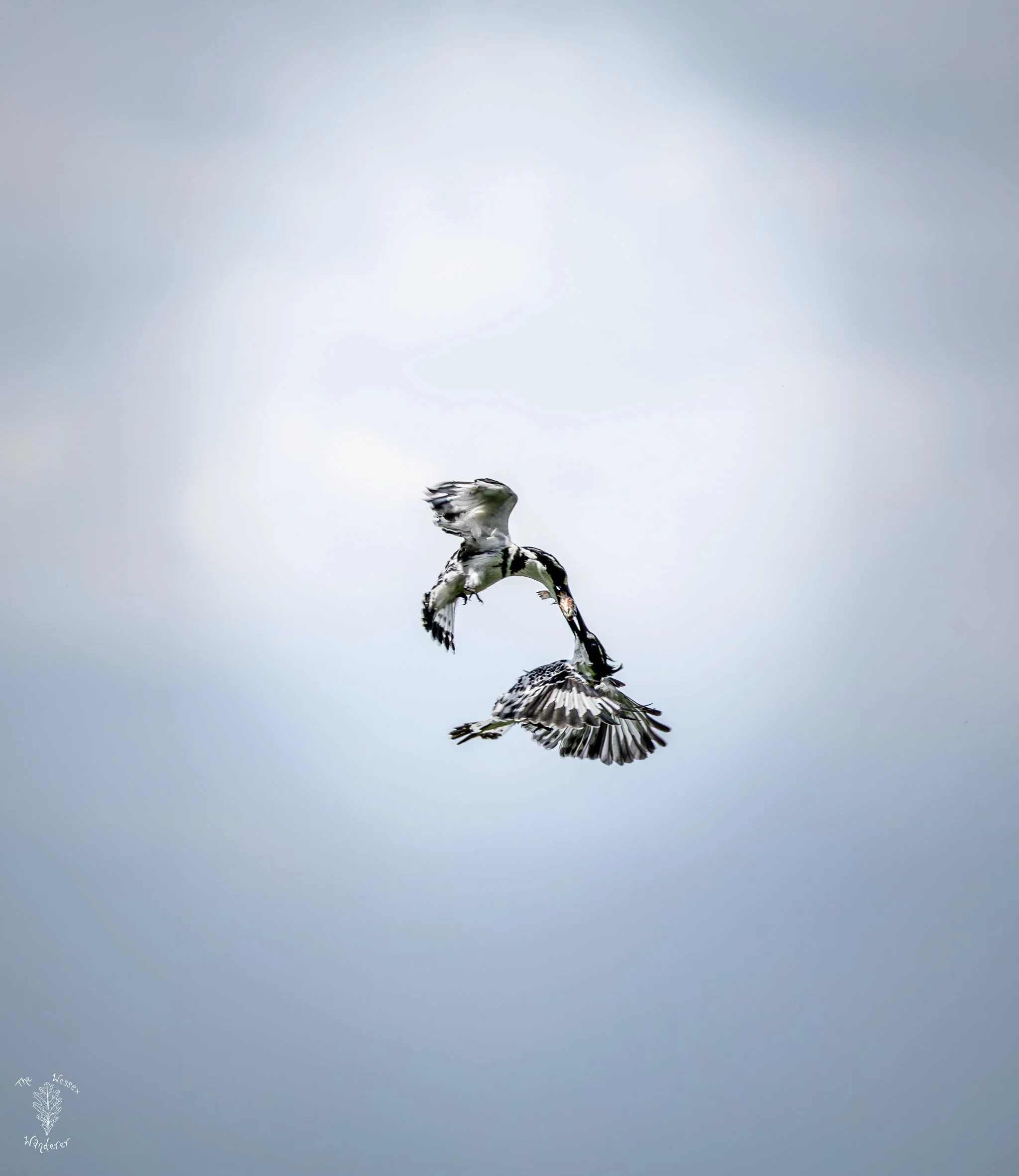 Fighting Kingfishers - Lake Naivasha  (2 of 3).jpg