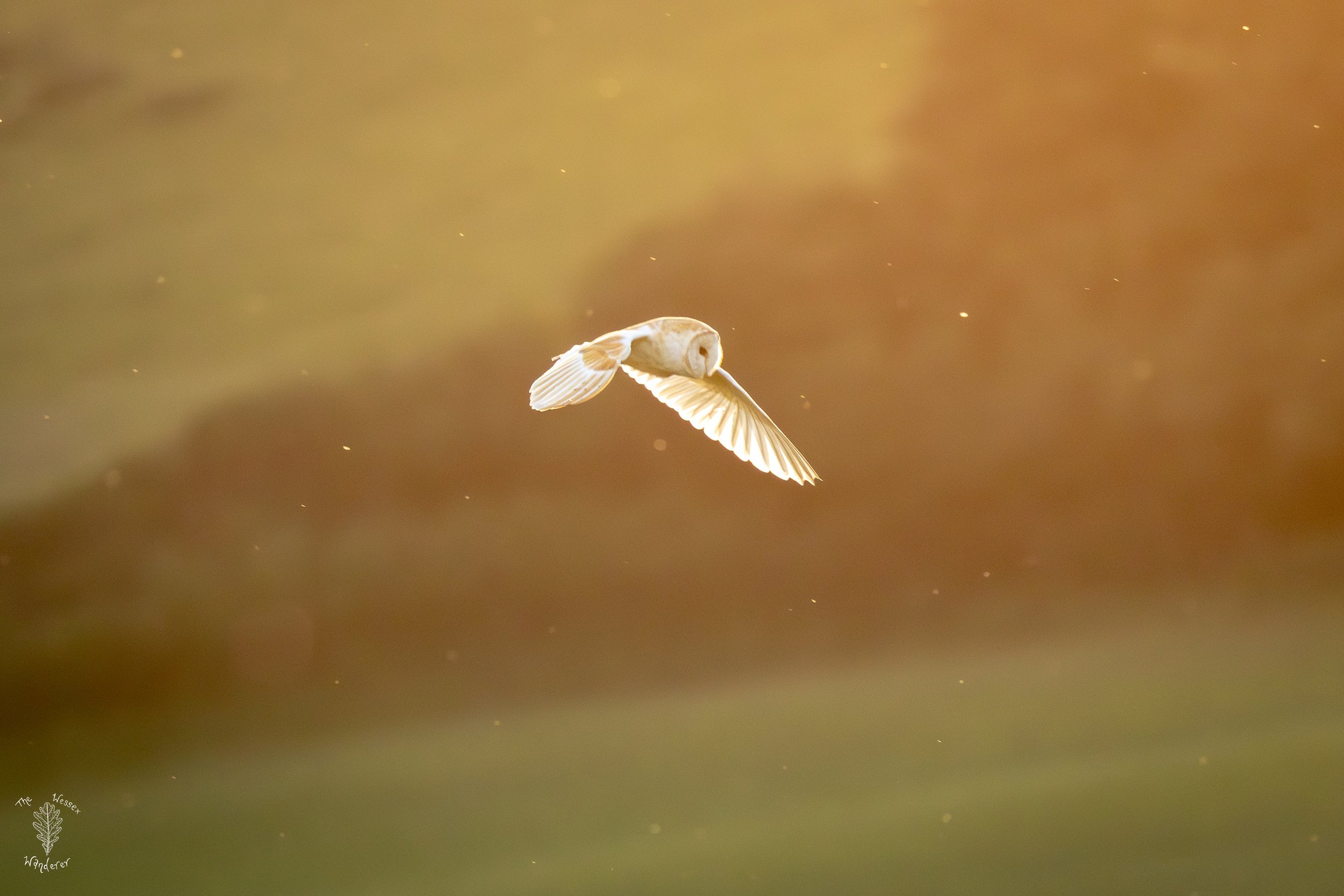 Barn Owl 2026-06-29 (3 of 5).jpg