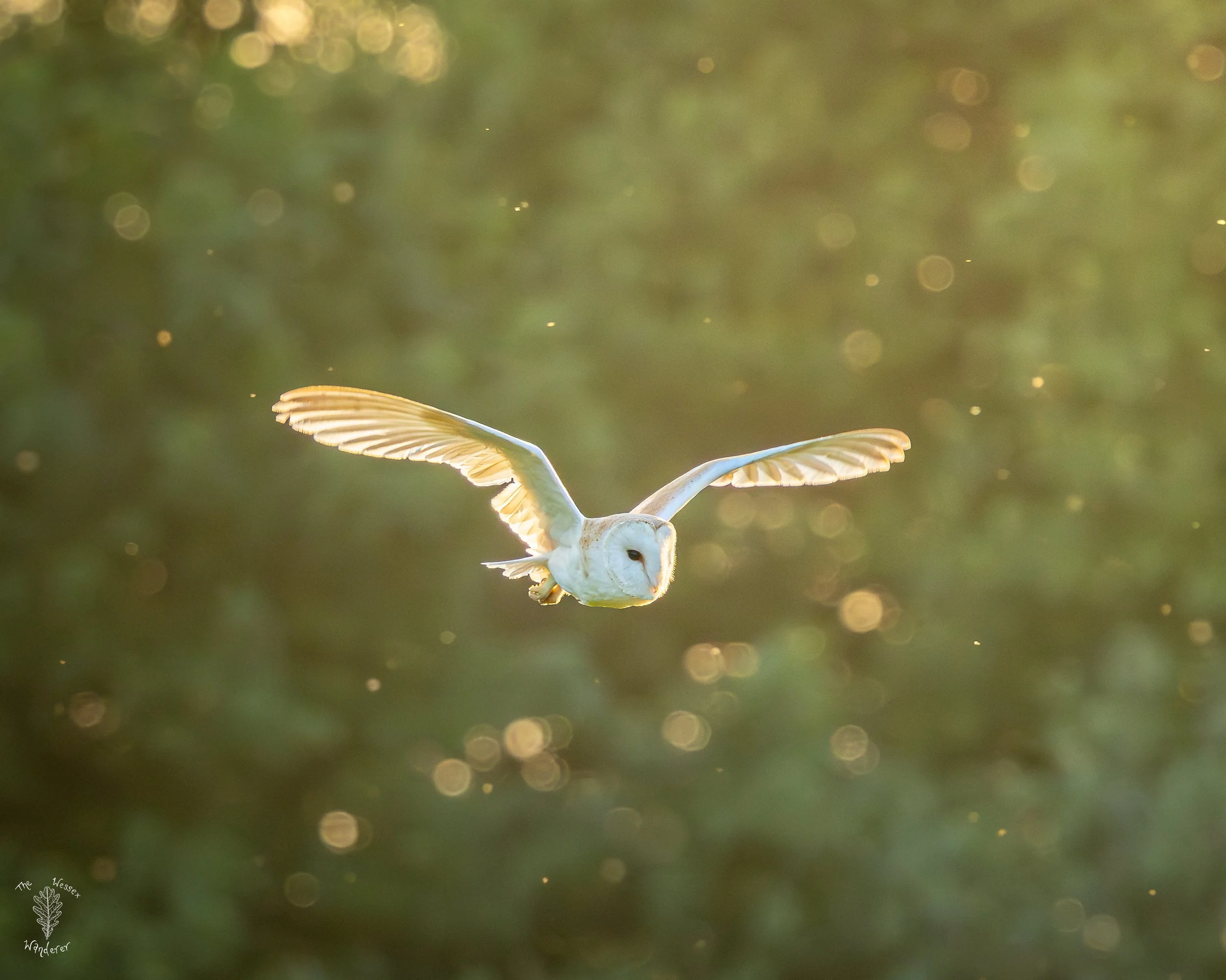 Barn Owl 2026-06-29 (1 of 5).jpg