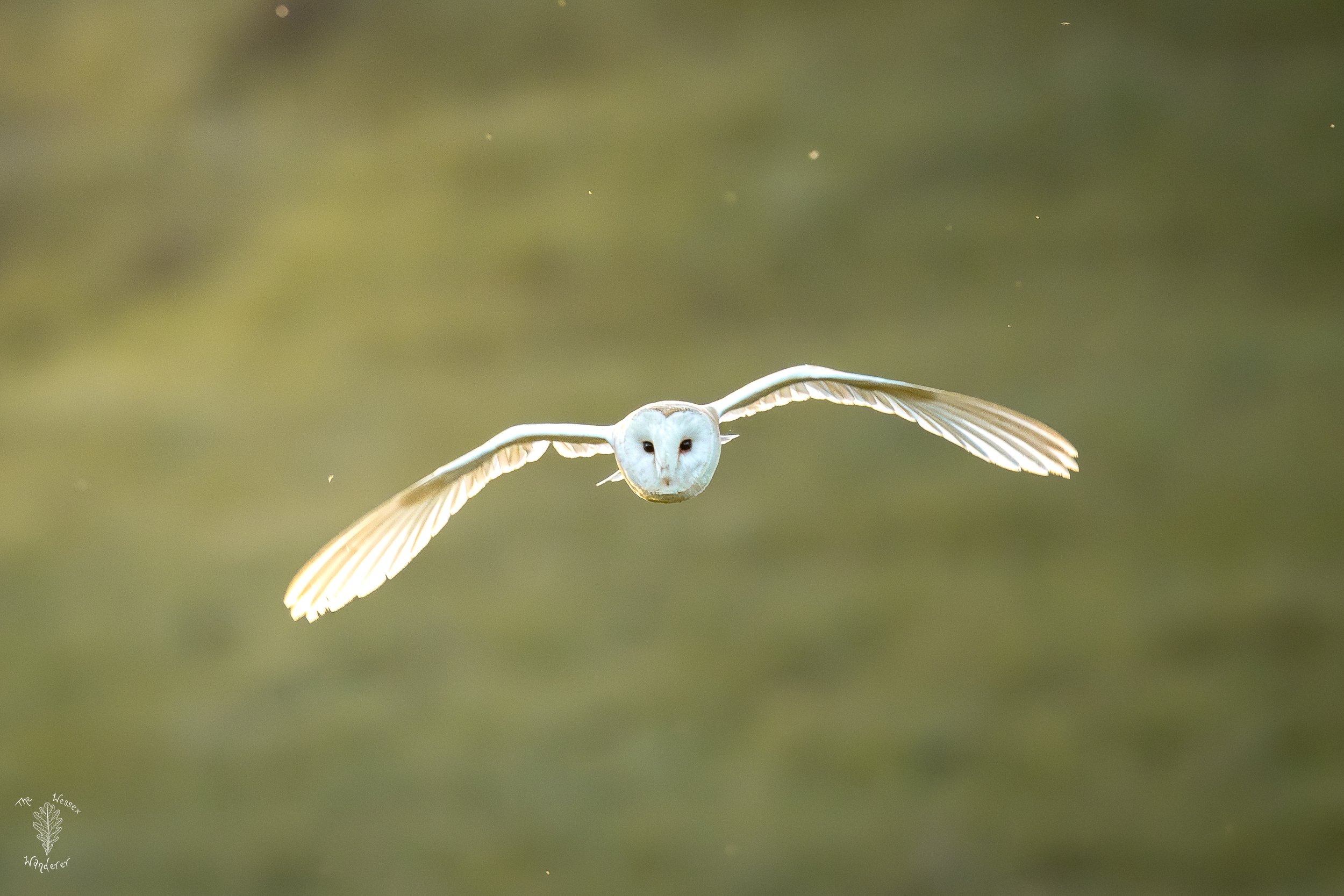 Barn Owl 2026-06-29 (4 of 5).jpg