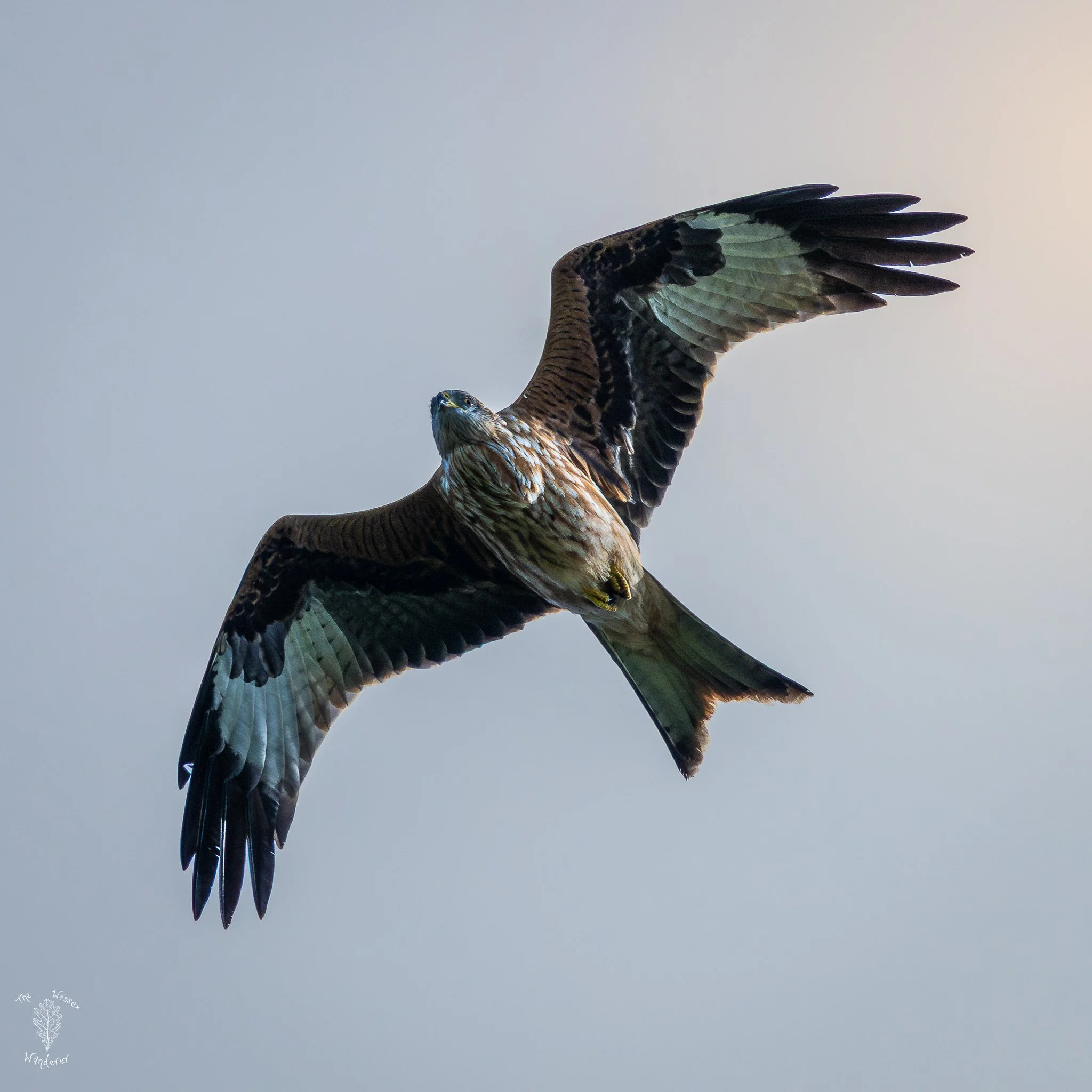 Red Kite-3.jpg