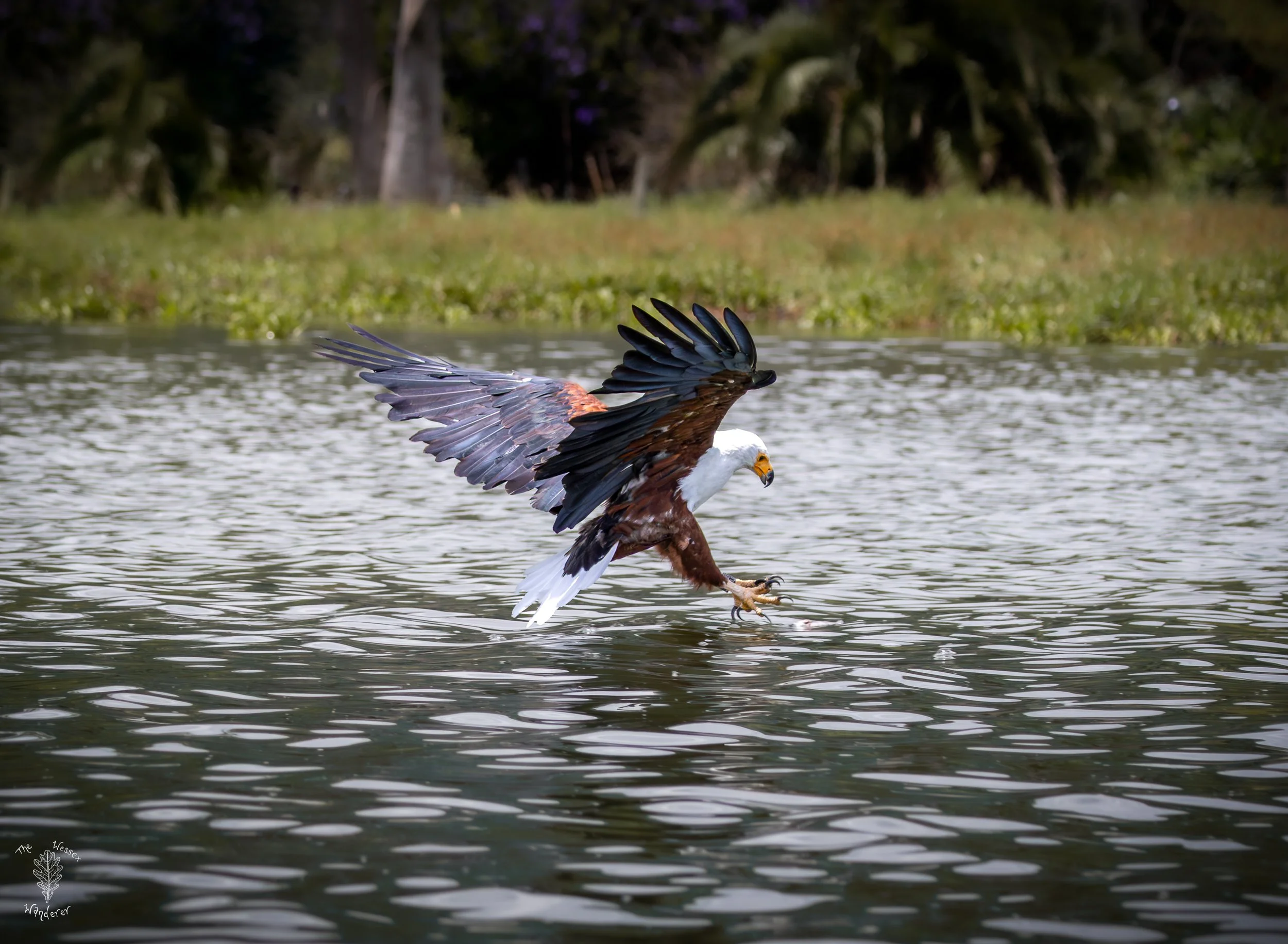 Fighting Kingfishers - Lake Naivasha  (2 of 5).jpg