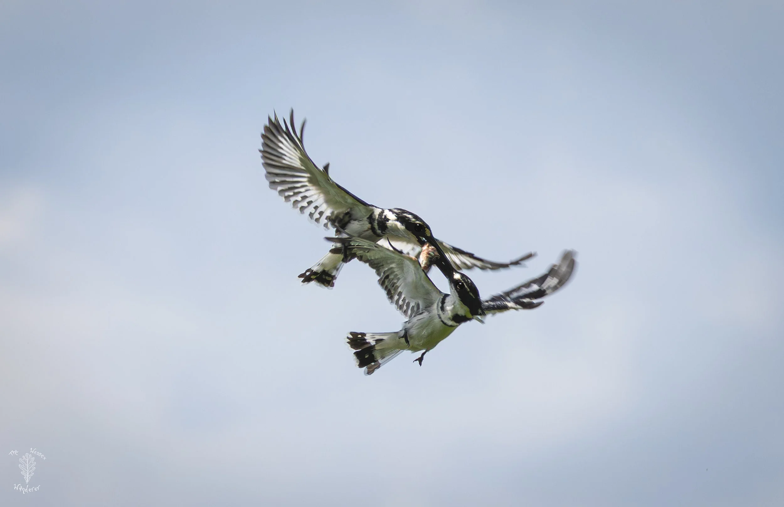 Fighting Kingfishers - Lake Naivasha - Wide (1 of 1).jpg