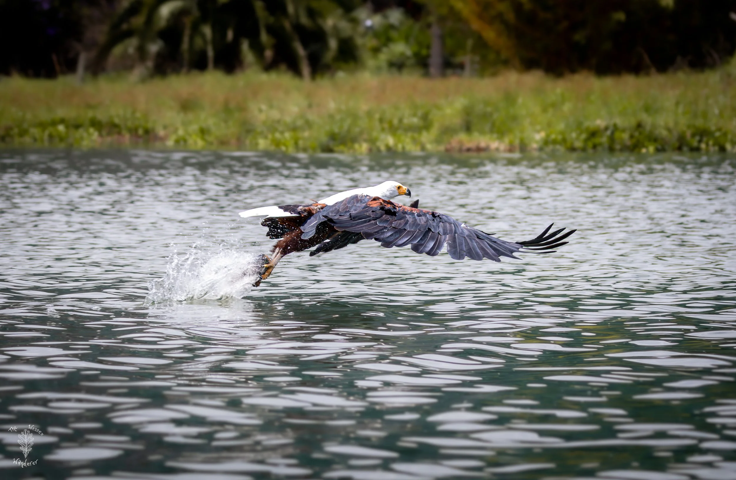 Fighting Kingfishers - Lake Naivasha  (3 of 5).jpg