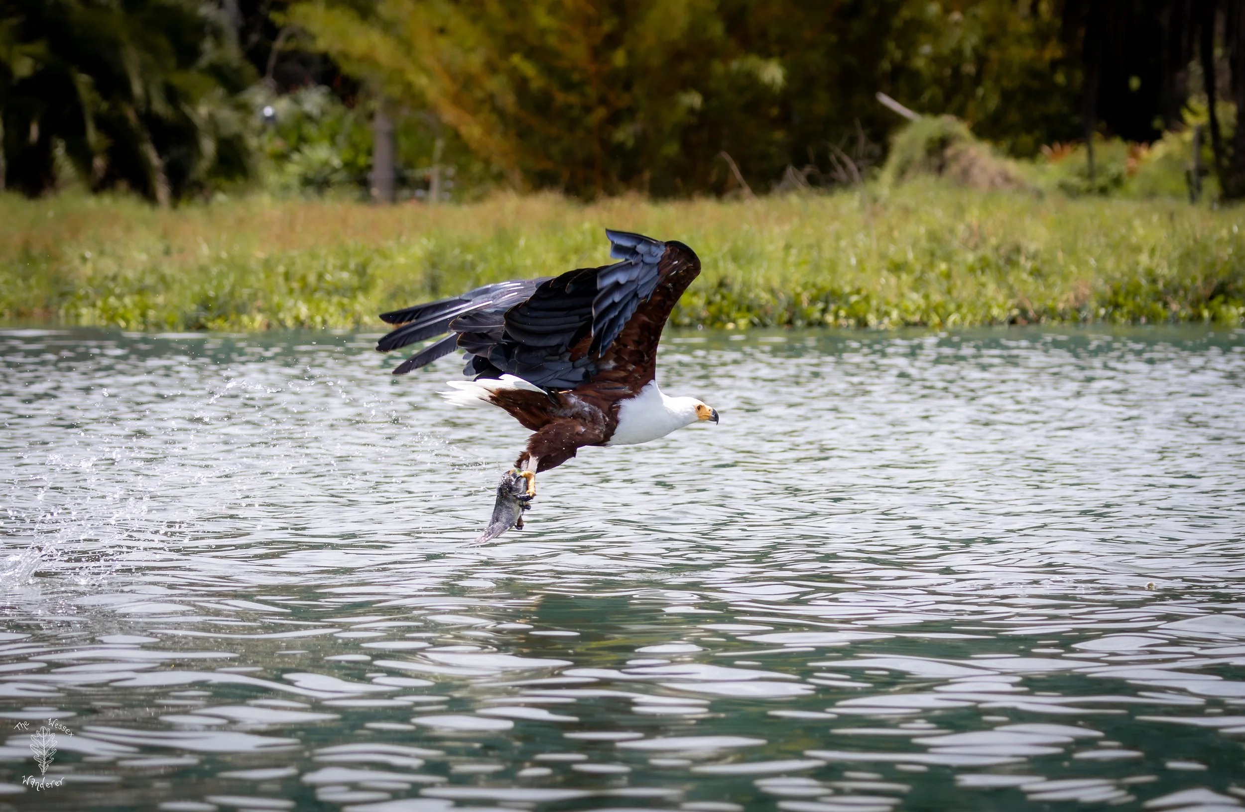 Fighting Kingfishers - Lake Naivasha  (4 of 5).jpg