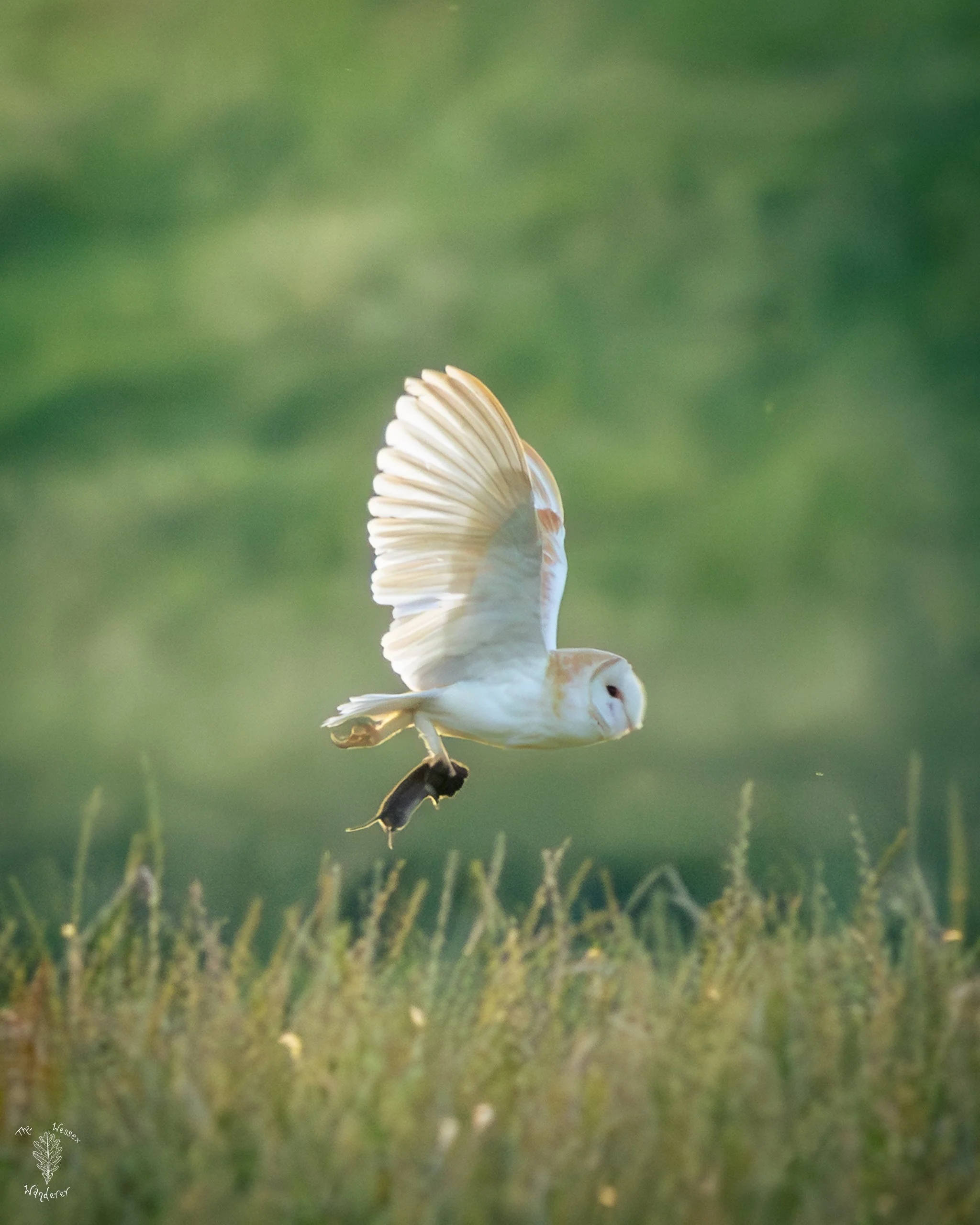 Barn Owl 2026-06-29 (5 of 5).jpg