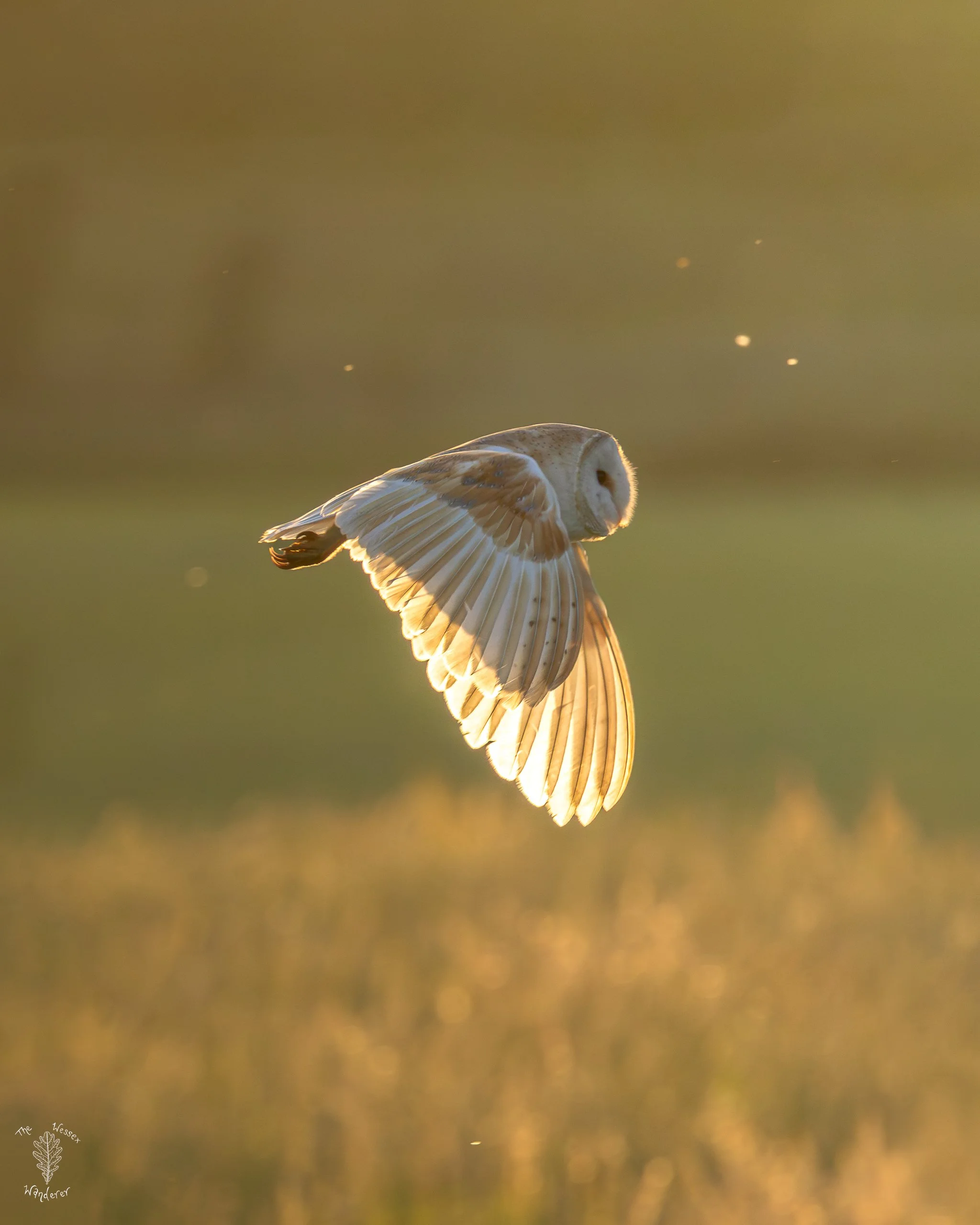 Barn Owl 2026-06-29 (2 of 5).jpg