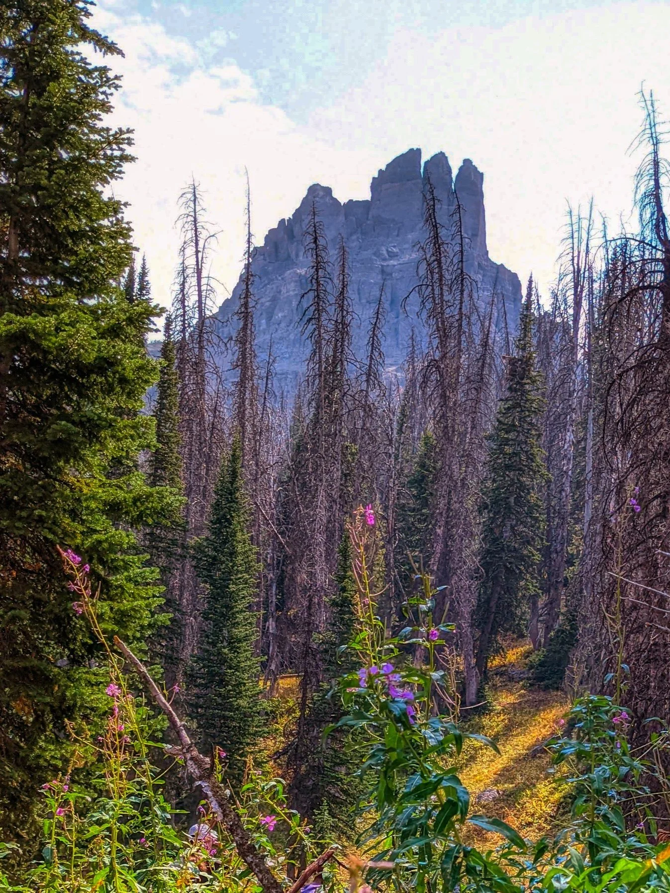 Majestic mountain peak rising over a forested area with tall, thin trees and some flowering plants in the foreground.