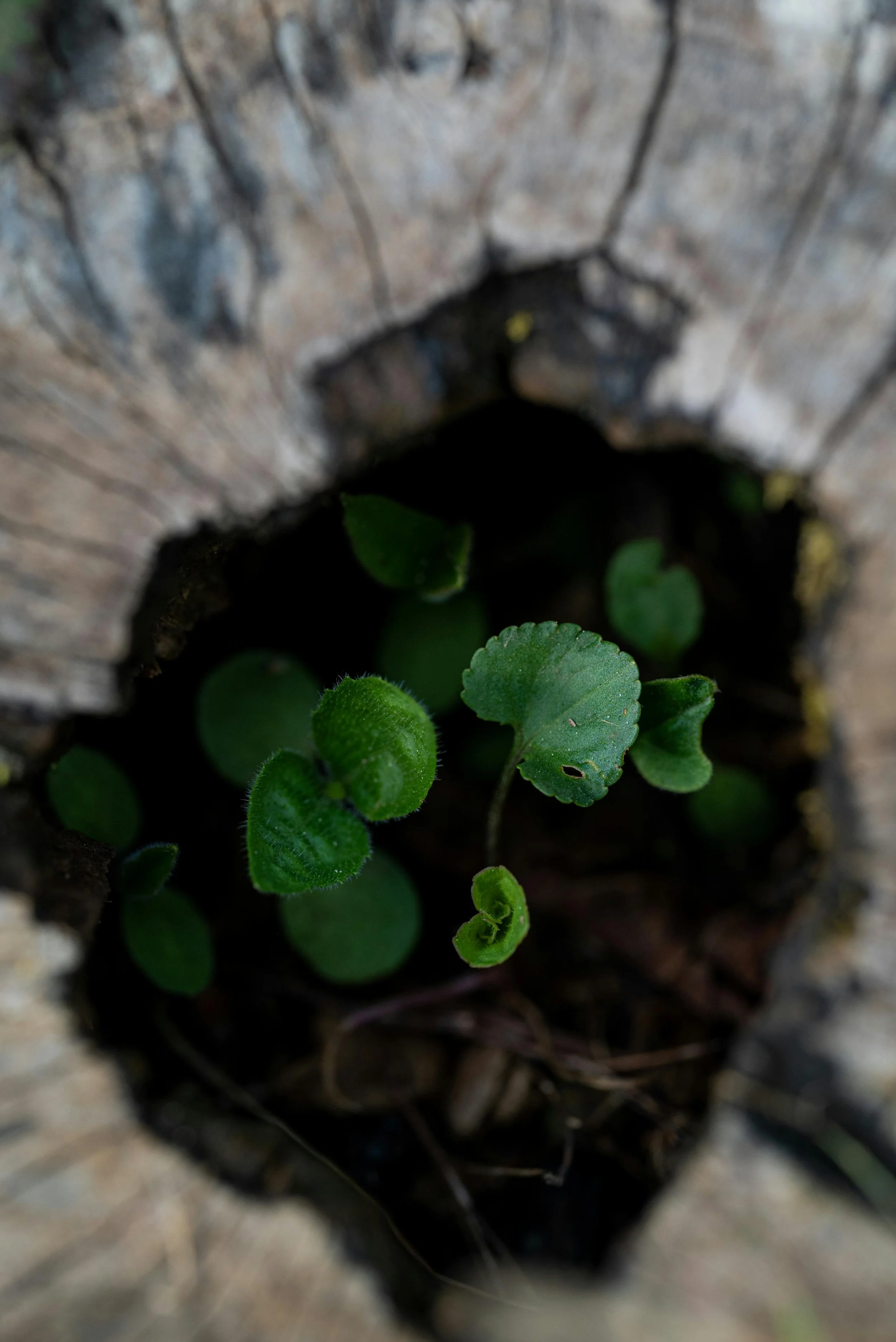 A Brief Guide to Trauma &amp; Chronic Stress Response