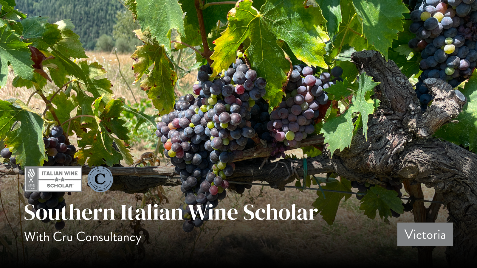 Southern Italian Wine Scholar (Victoria).png