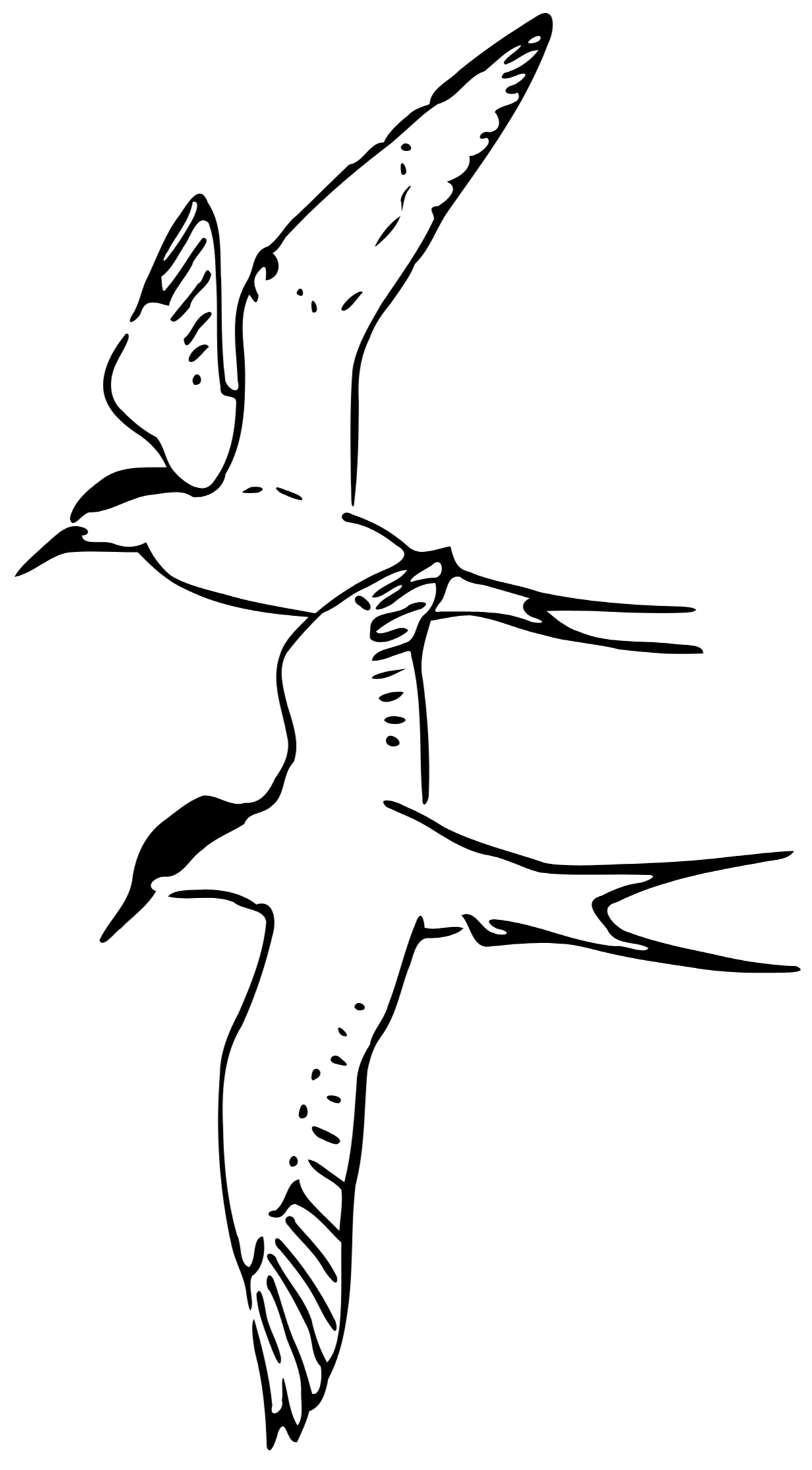 Two flying terns