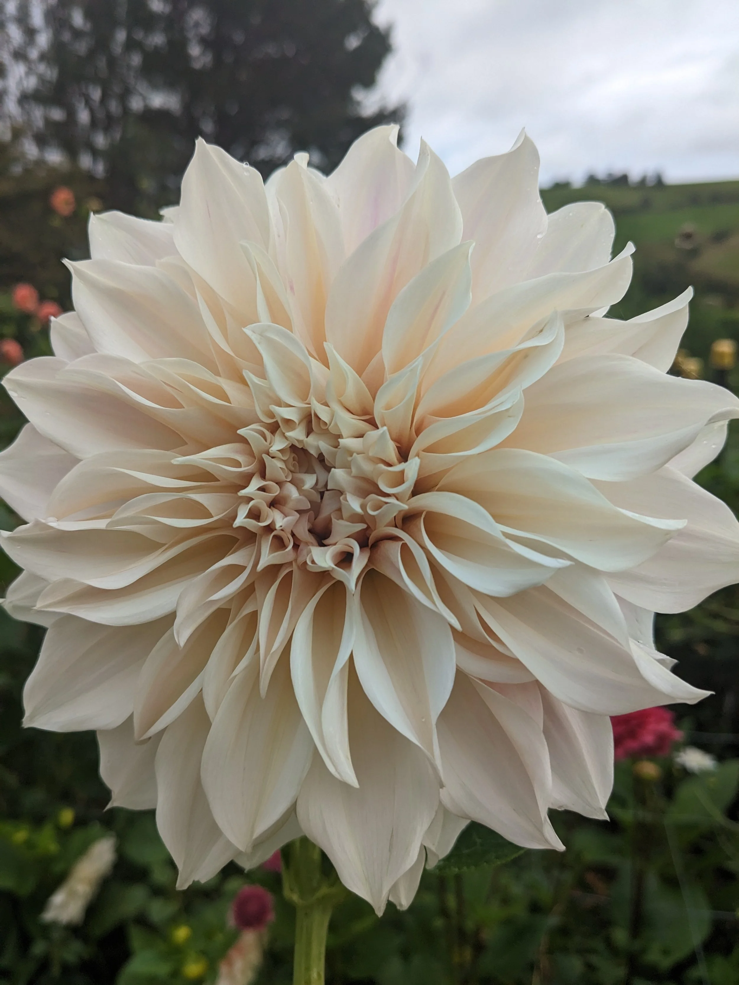 Cafe Au Lait