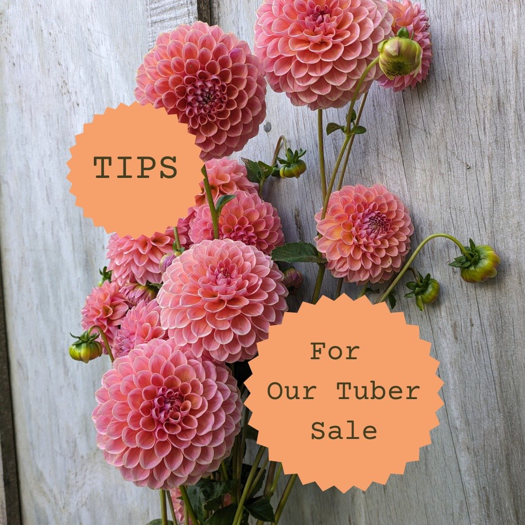 25 hours to go 'til the BIG CROP-POP Dahlia Tuber Sale (but who is counting, eh?) Thanks to our big spender customers from last year who have sent in their tuber orders. It's been awesome seeing the response to that - turns out most of you don't like
