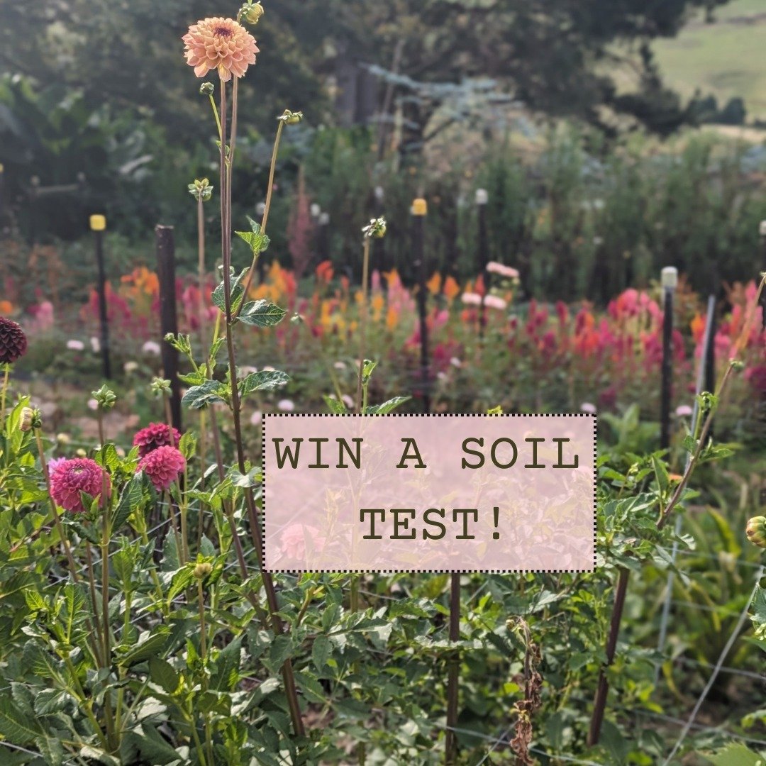 You can buy all the dahlia tubers in the world, but if your soil is shite, they will not grow well. They will flower, yes, but they will not be abundant, disease free and as productive as they could be for the season. That's a fact. So, give yourself